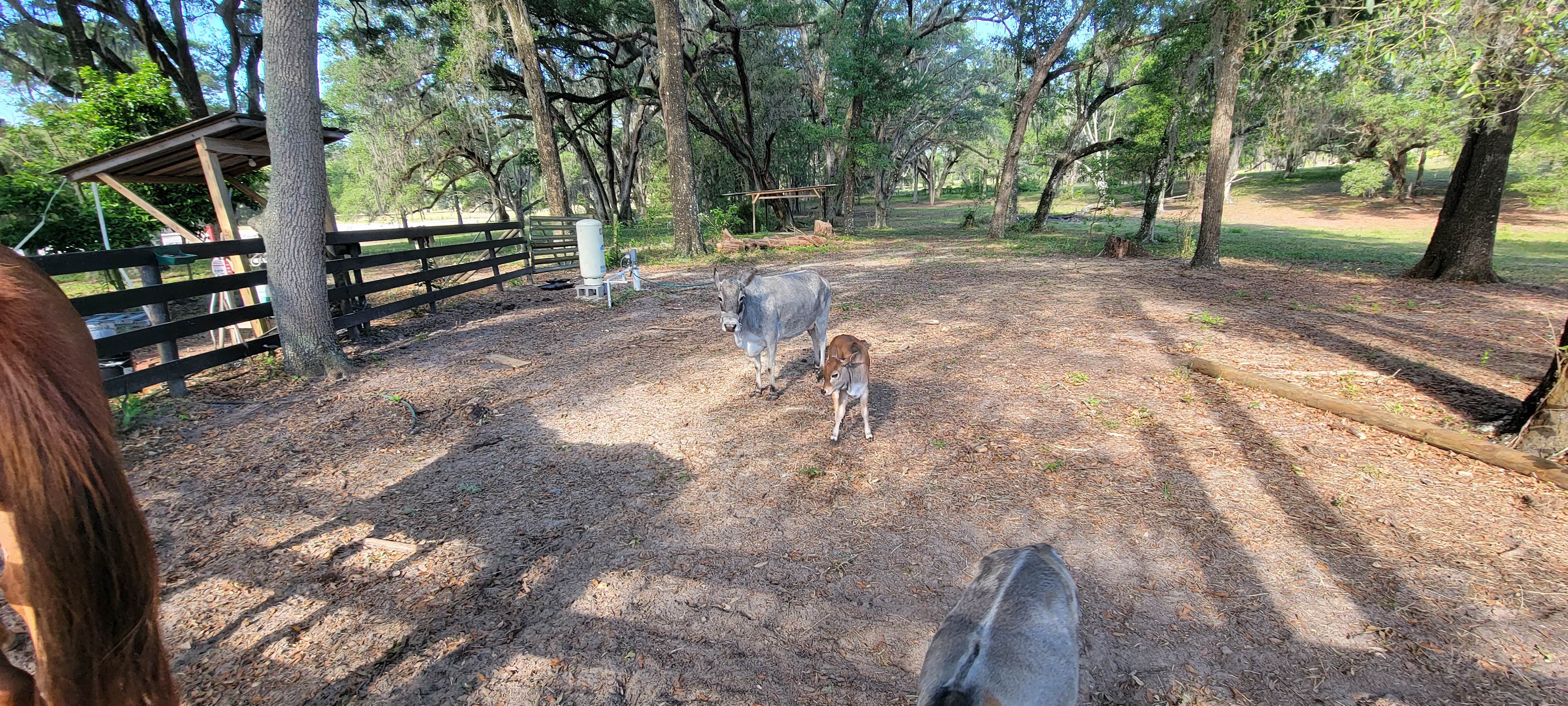 Grazing Oaks Ranch RV and Horse Stables