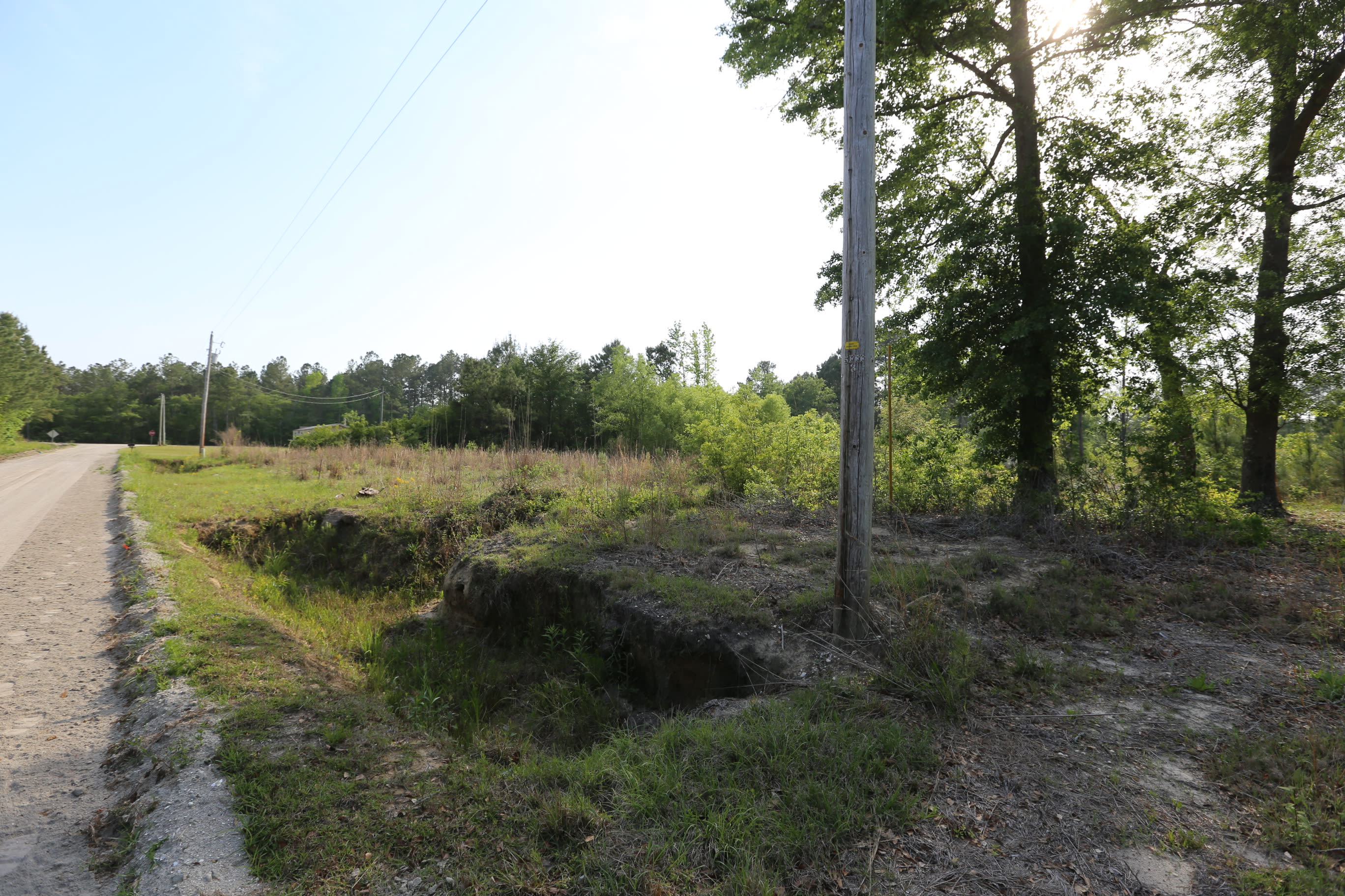 Tall Grass and Pines