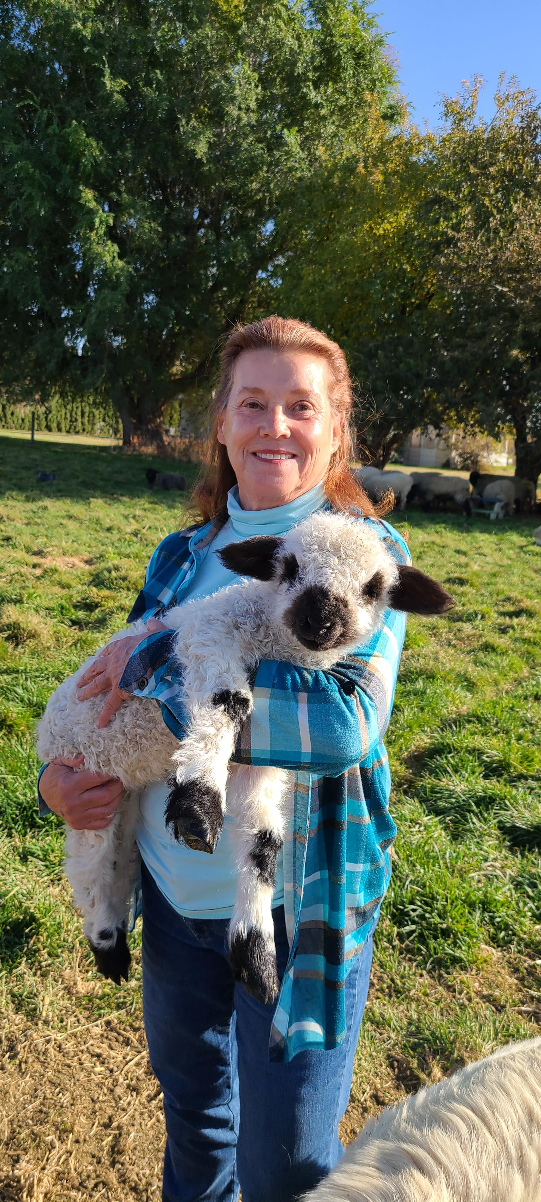 Valais Black Nose Sheep over the top cute and friendly.