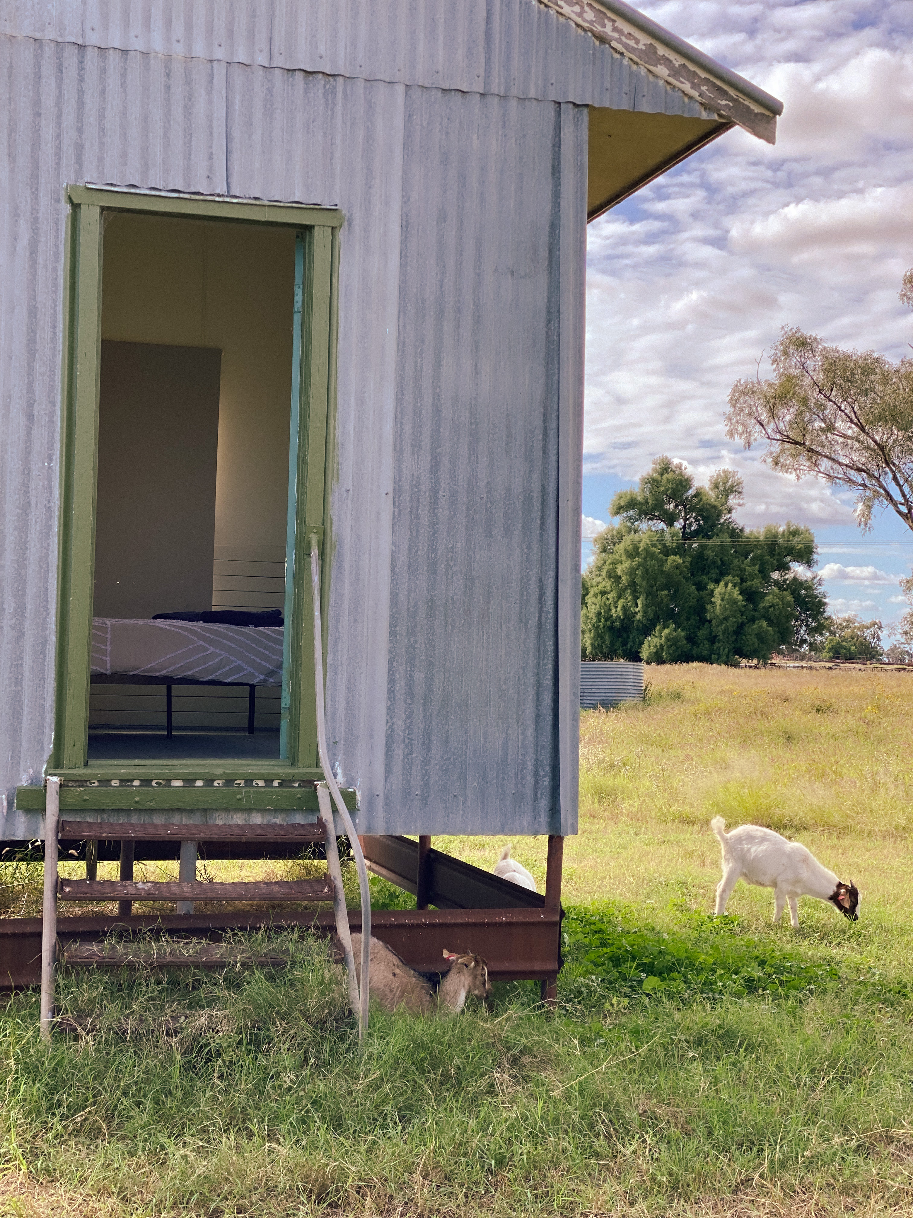 Friendly goats visiting the Cooks House