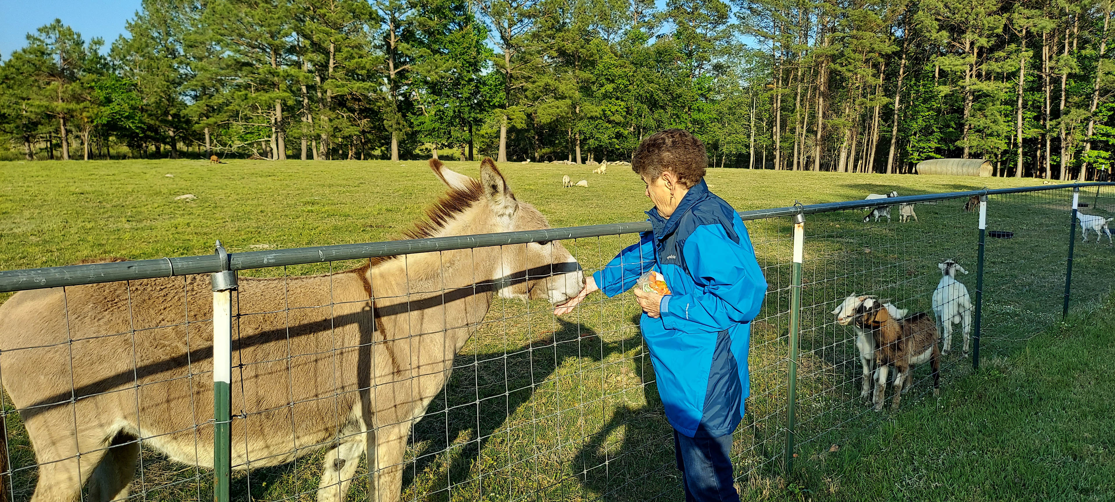 We asked if we could feed the animals carrots 