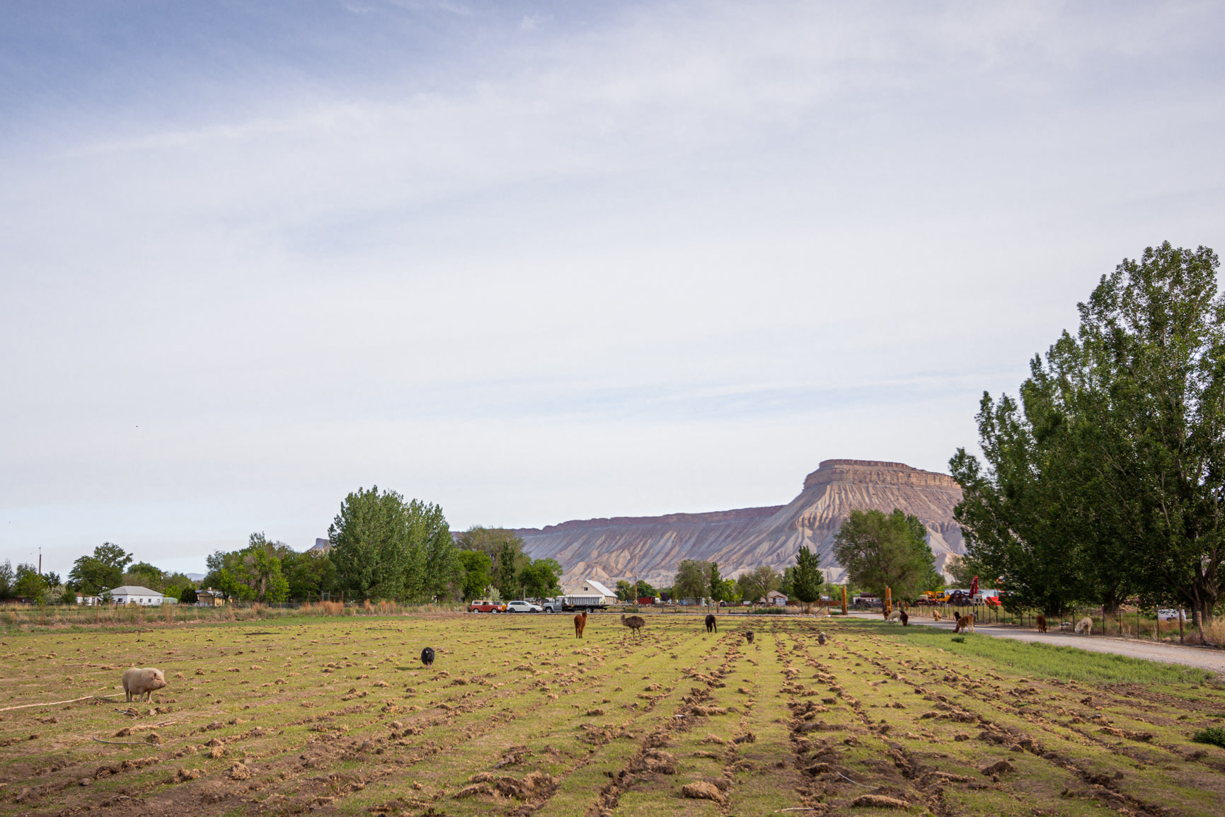 Colorado River Animal Sanctuary