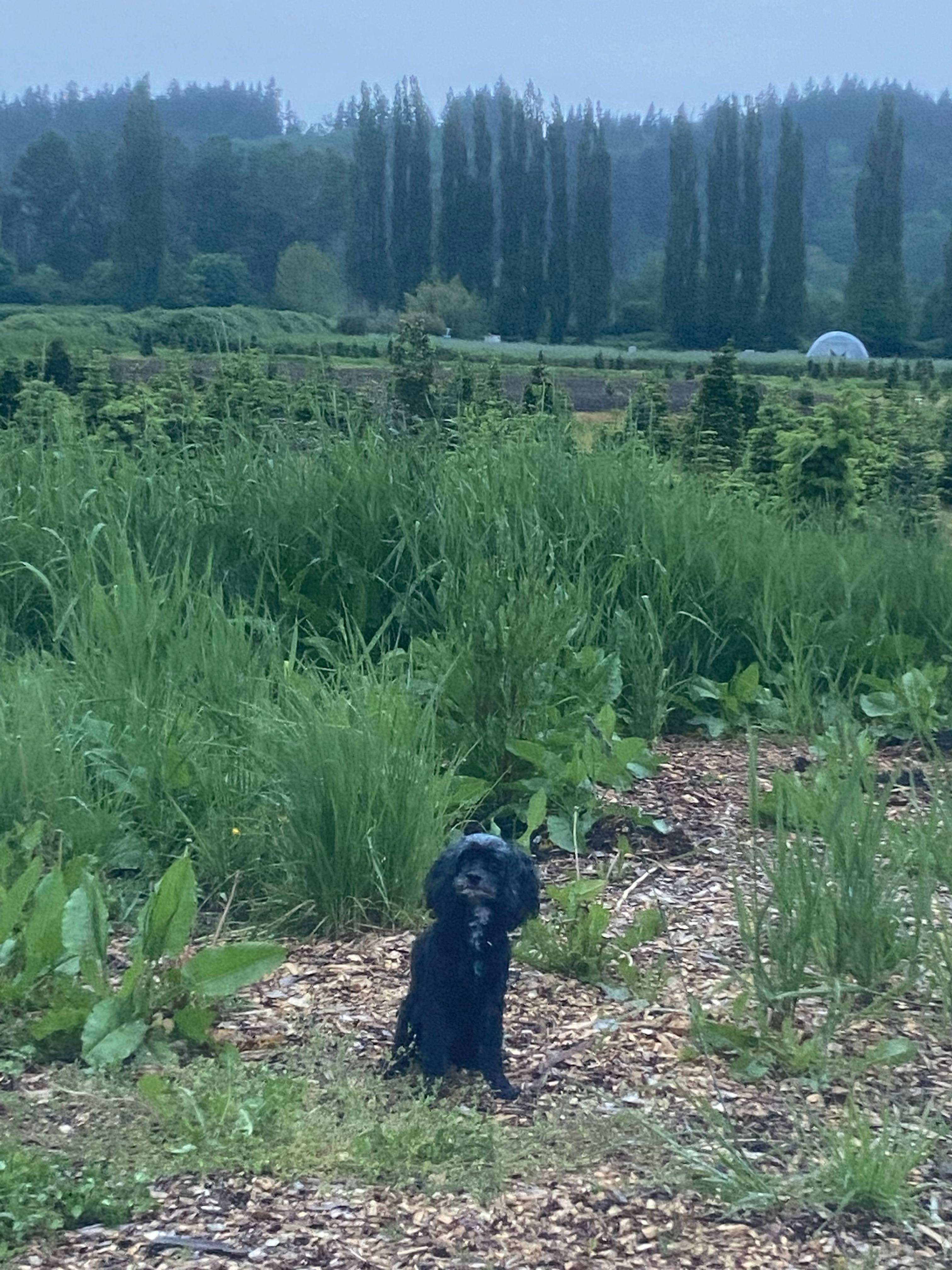 First camping trip for our dog, Cookie! 