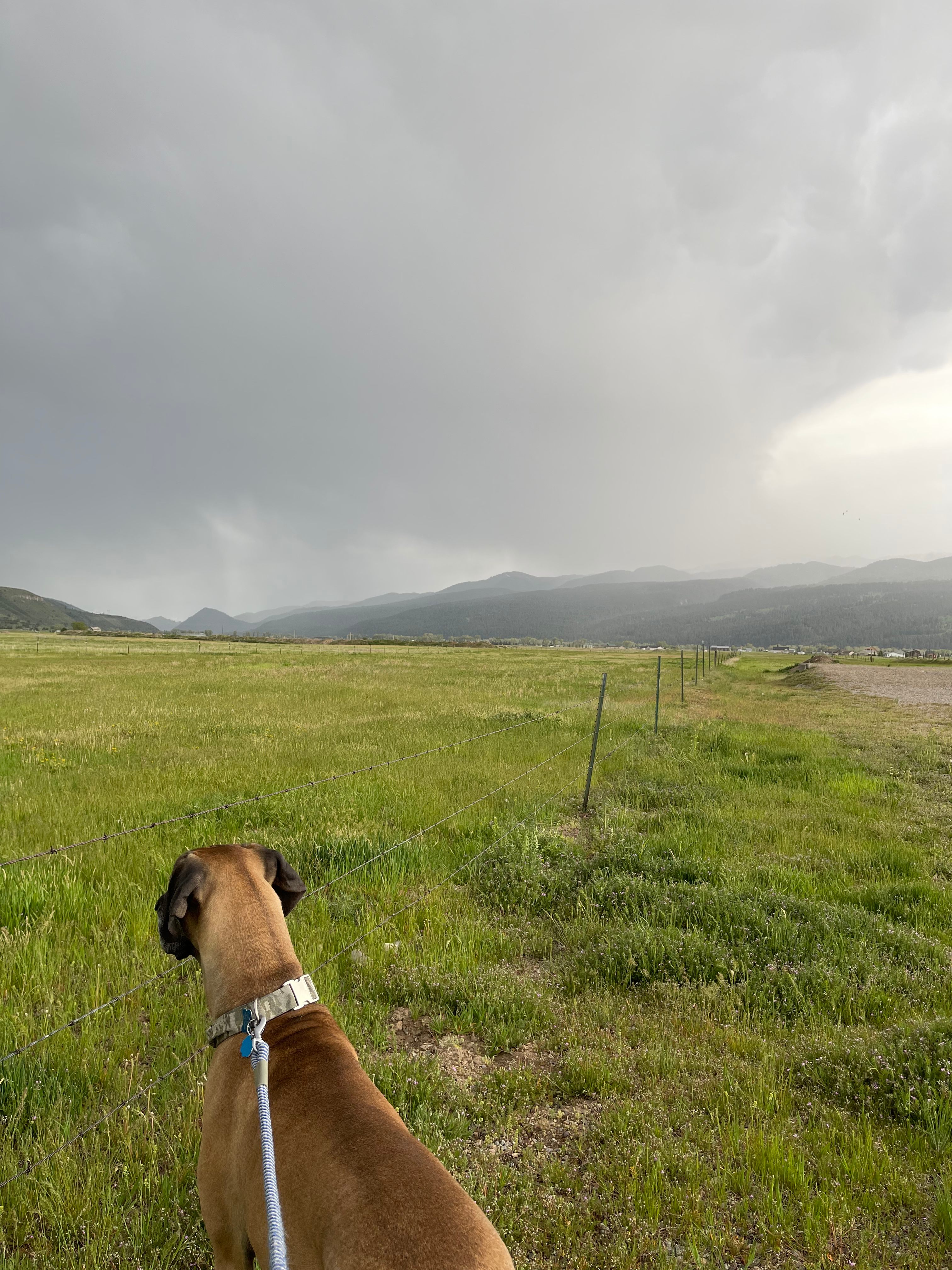 Large space to walk dogs