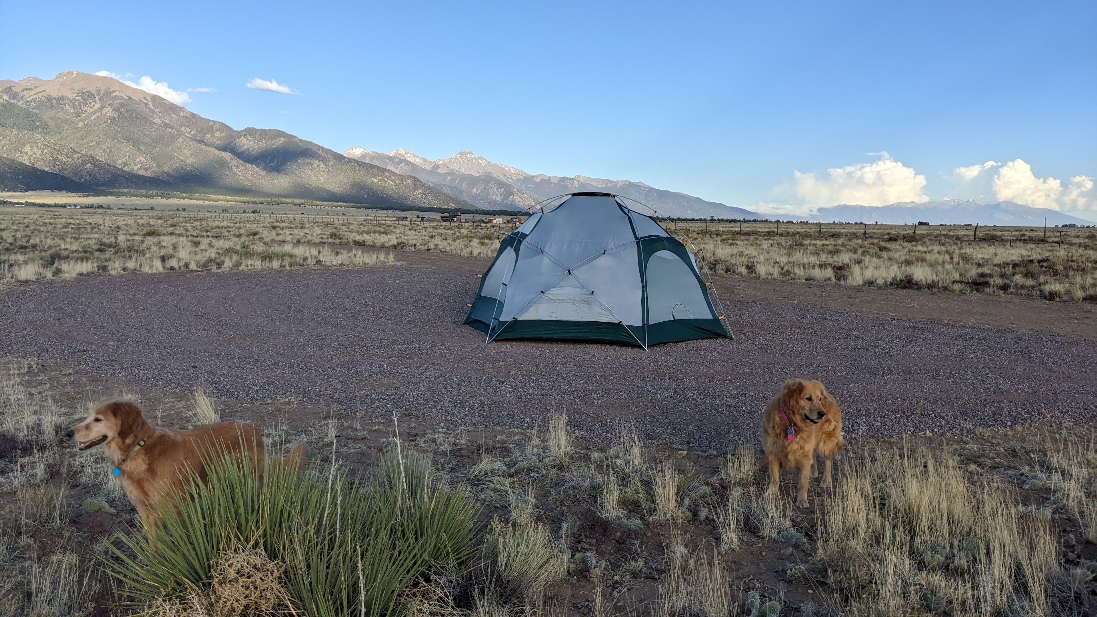Pets allowed off leash under control in and around site.