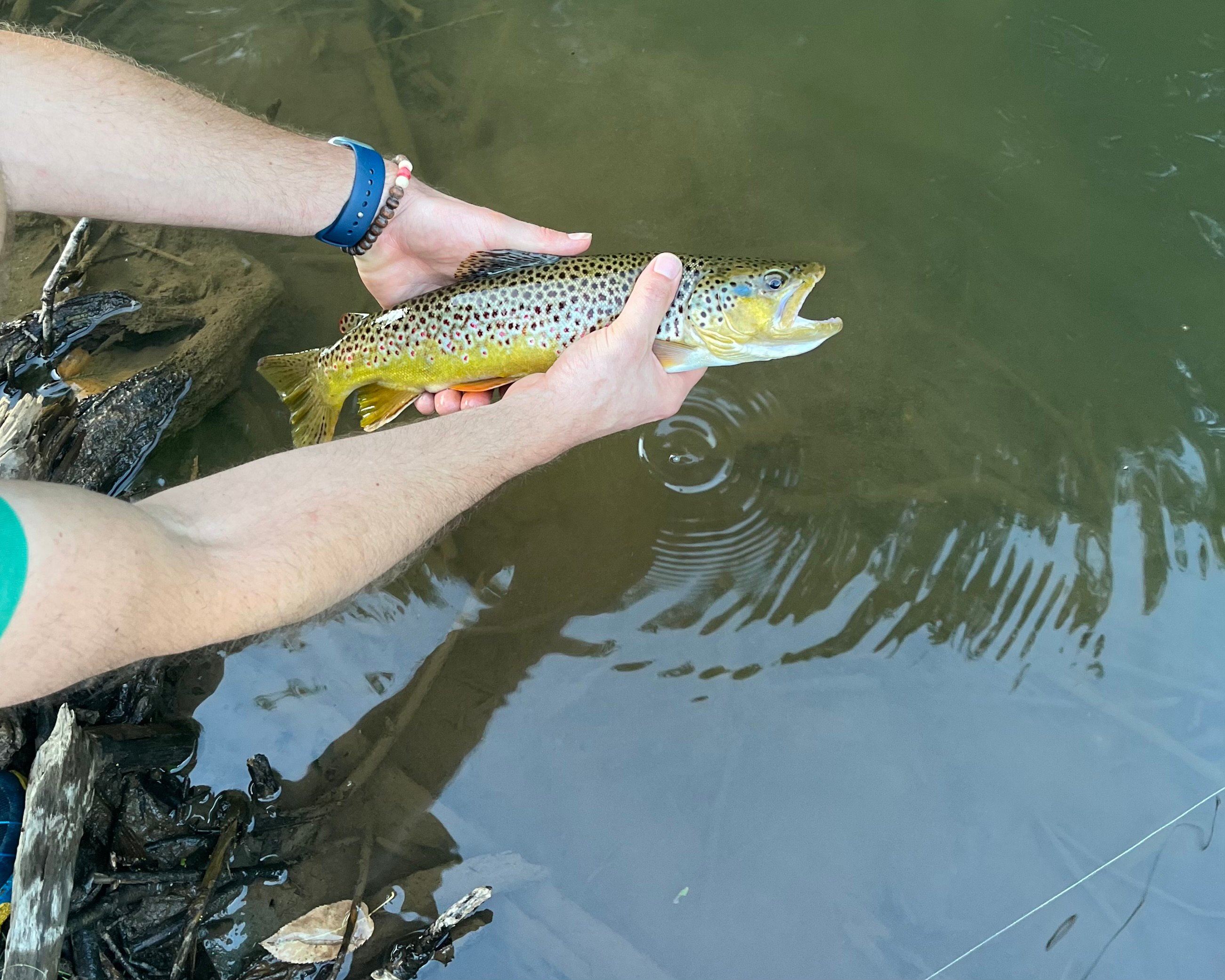 Austin Dam Memorial Park