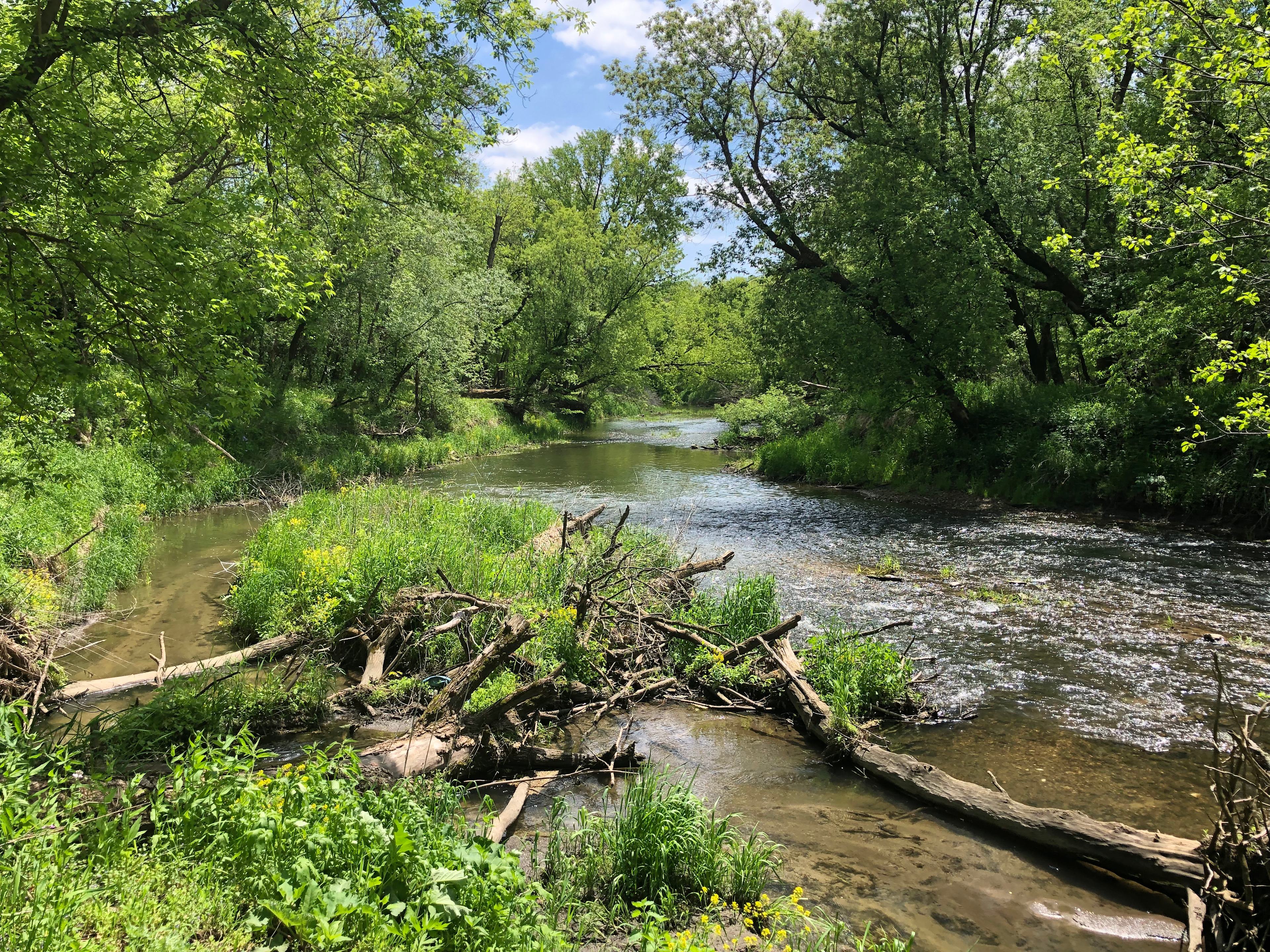 View from river rapids looking downstream toward Site #1