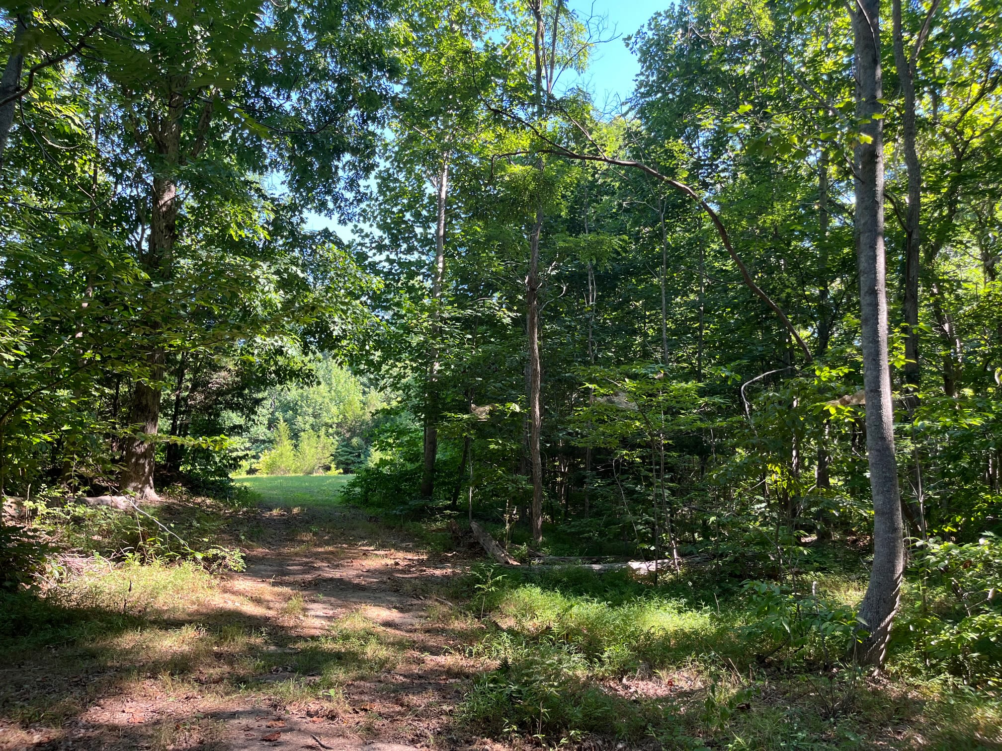 Love Shack Meadow