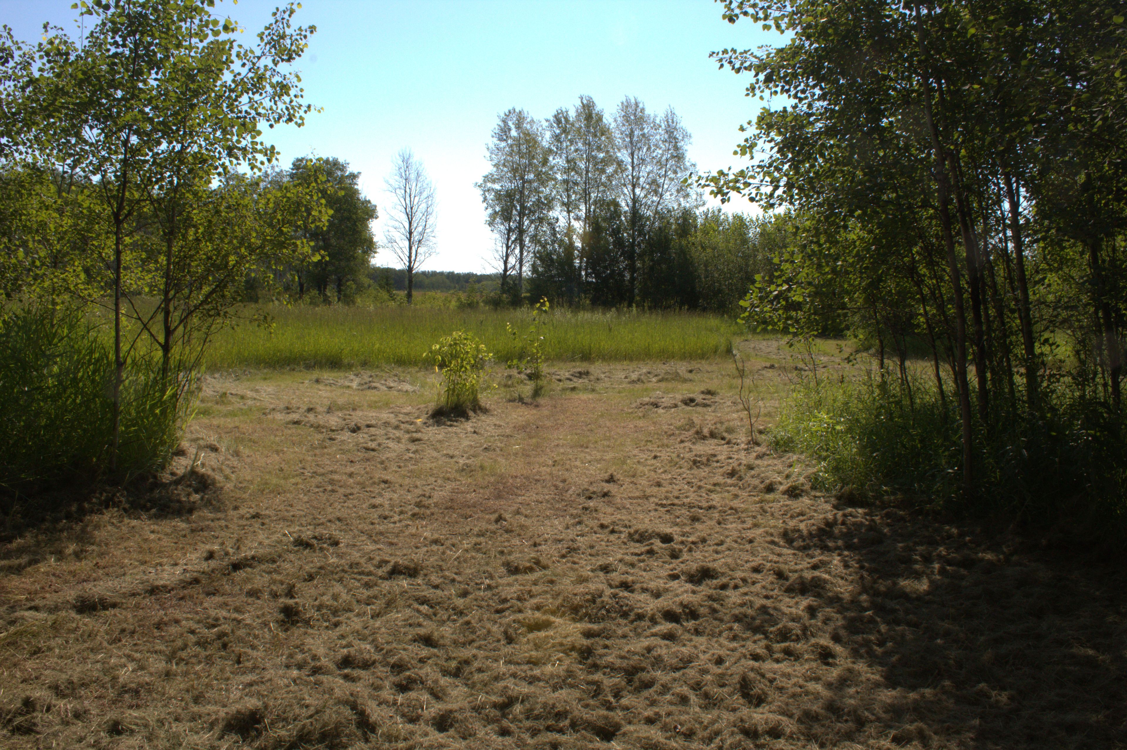 Camp Site #4 - a view from inside the site