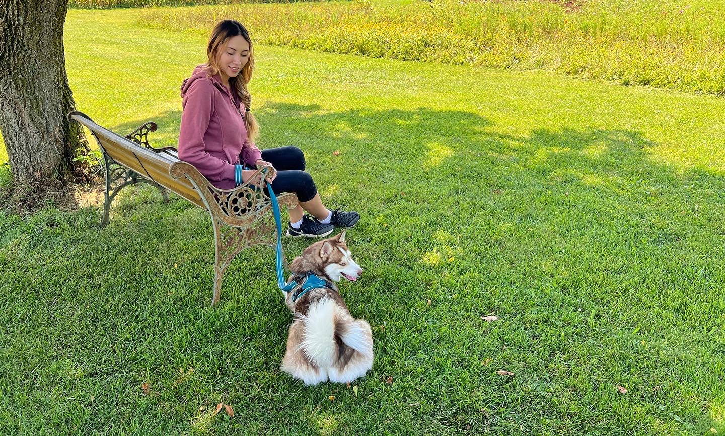 Shaded bench under an old tree. Meadow on the right.