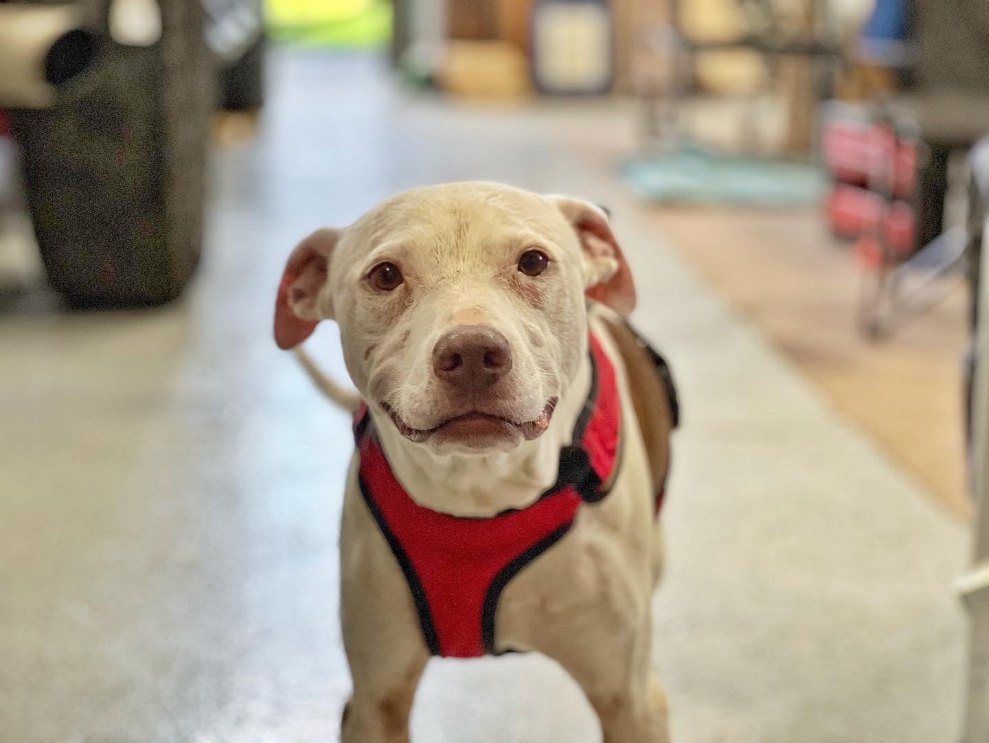 Their sweet puppers EV.