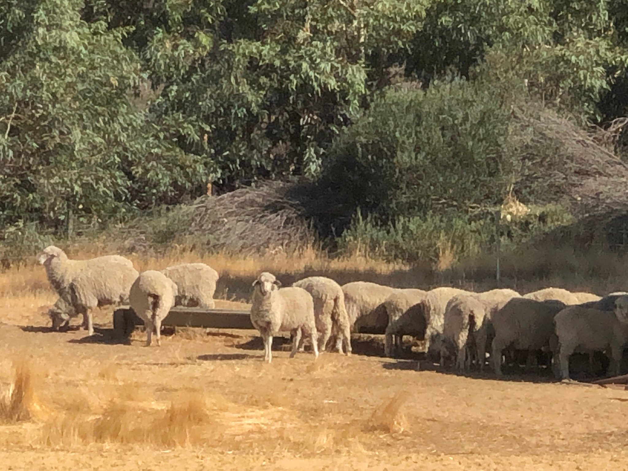 We are a working sheep farm 