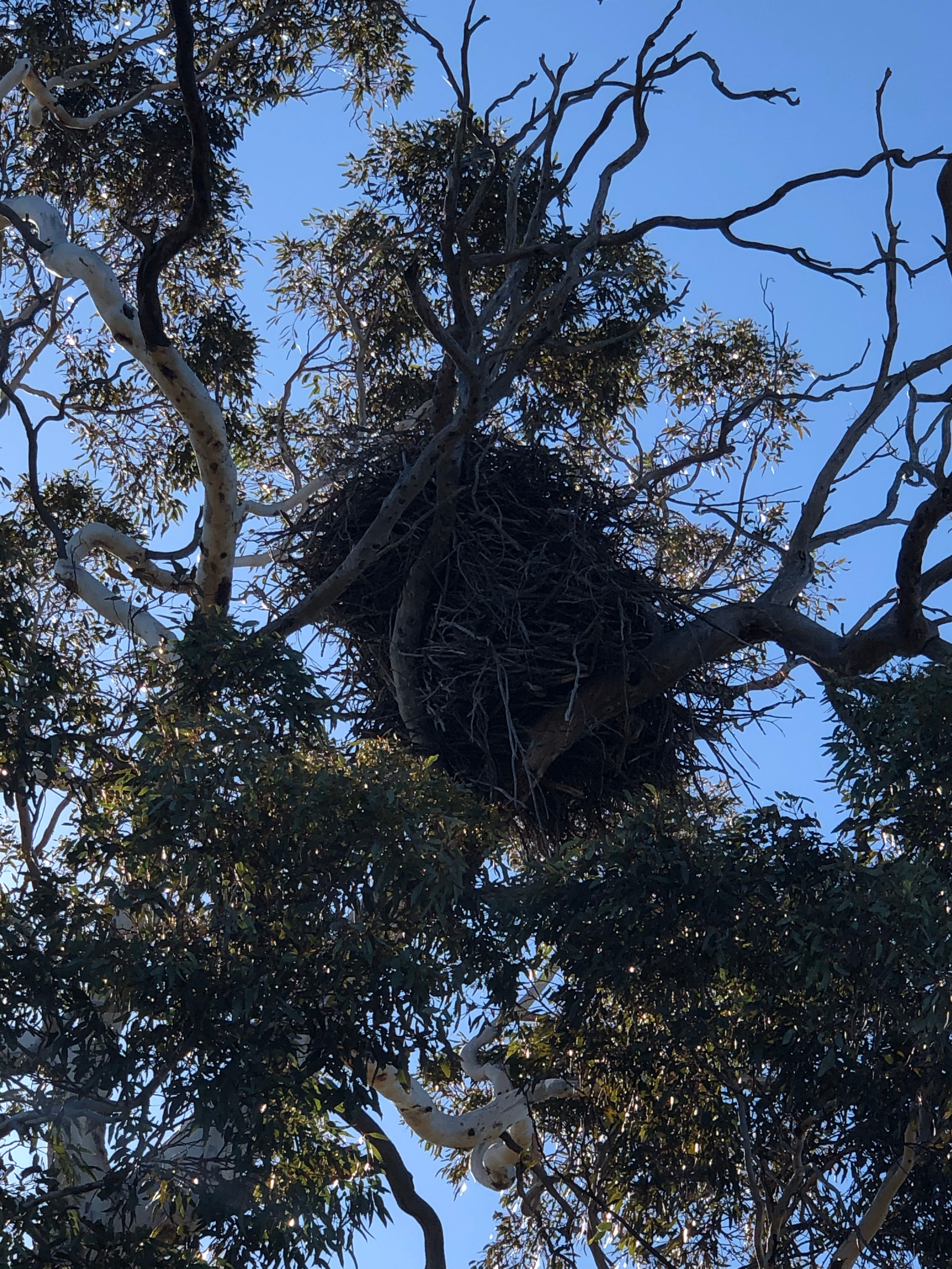 actual EAGLES NEST 
They are massive in size 