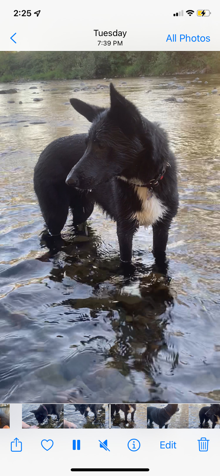 River dog