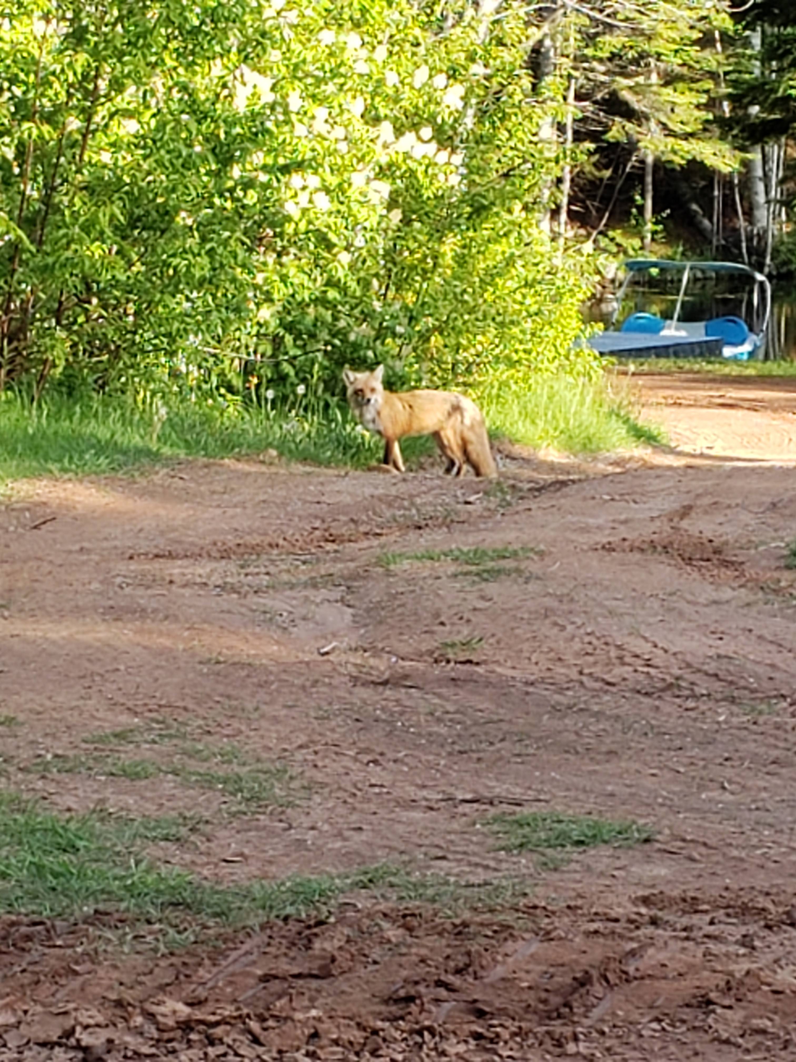 Wildlife seen around our property from time to time :)  Paddle boat pond in background