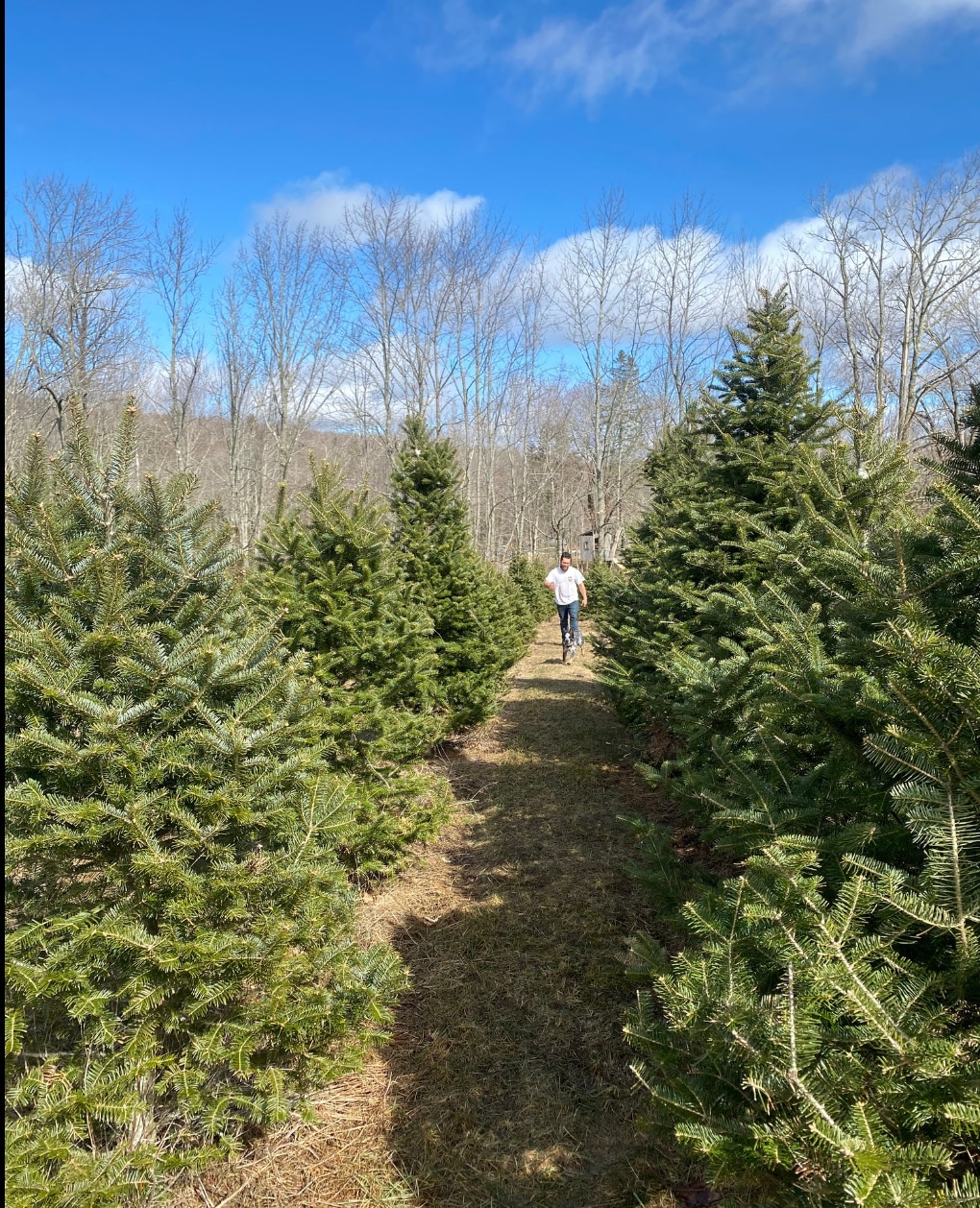 Maine Christmas Tree Farm
