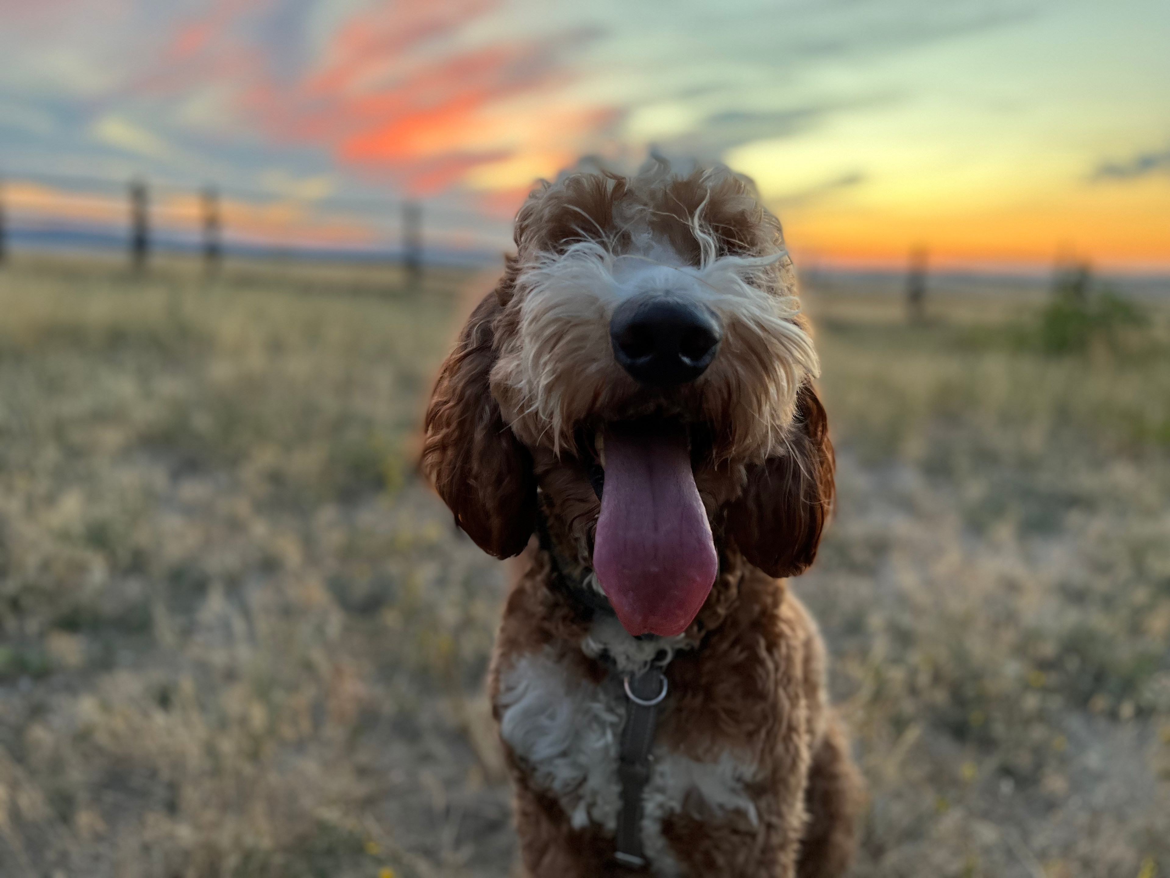 Our goldendoodle was over the moon having some space to run (and a friendly family to get him some attention).