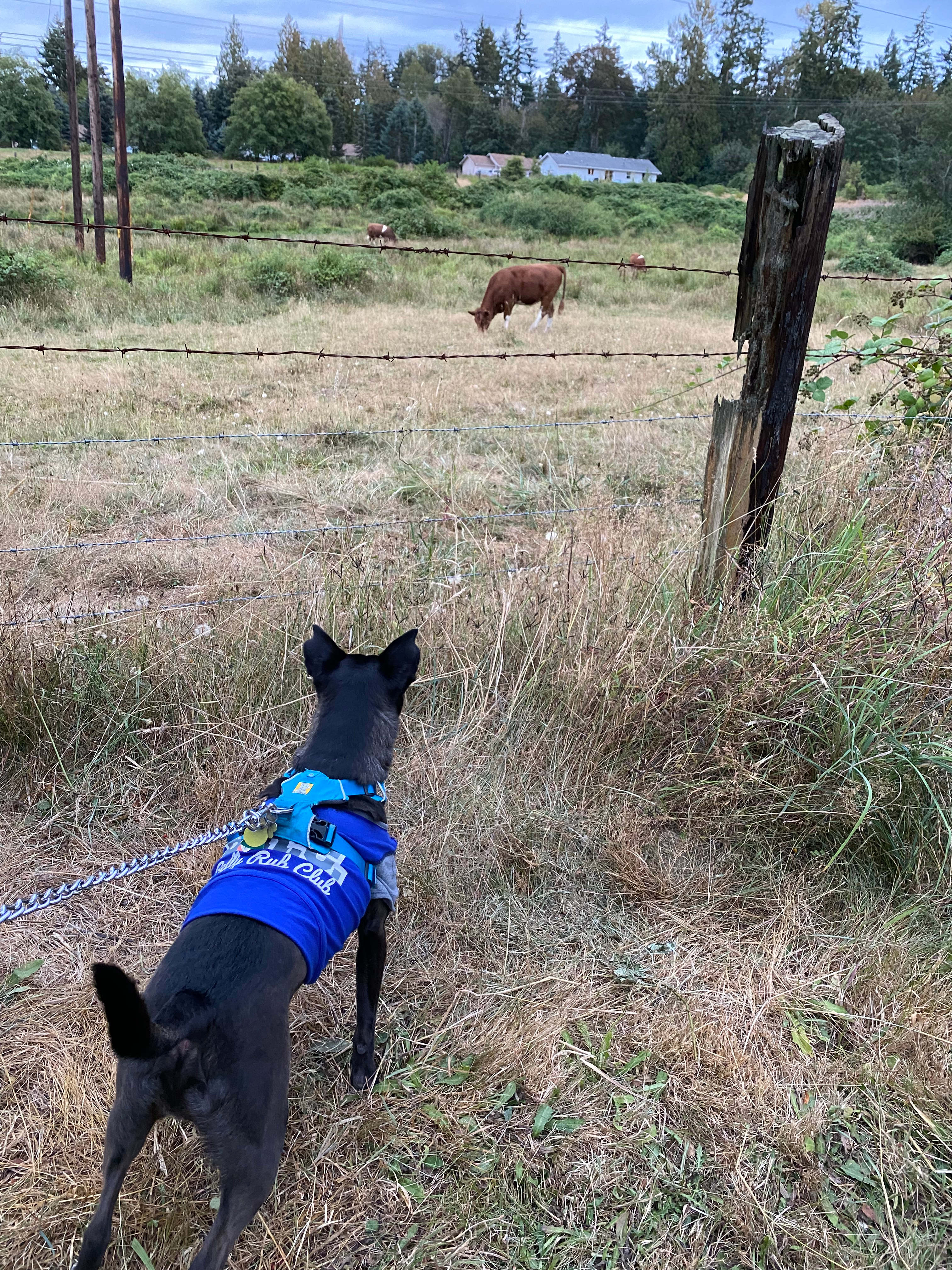 First time seeing a cow