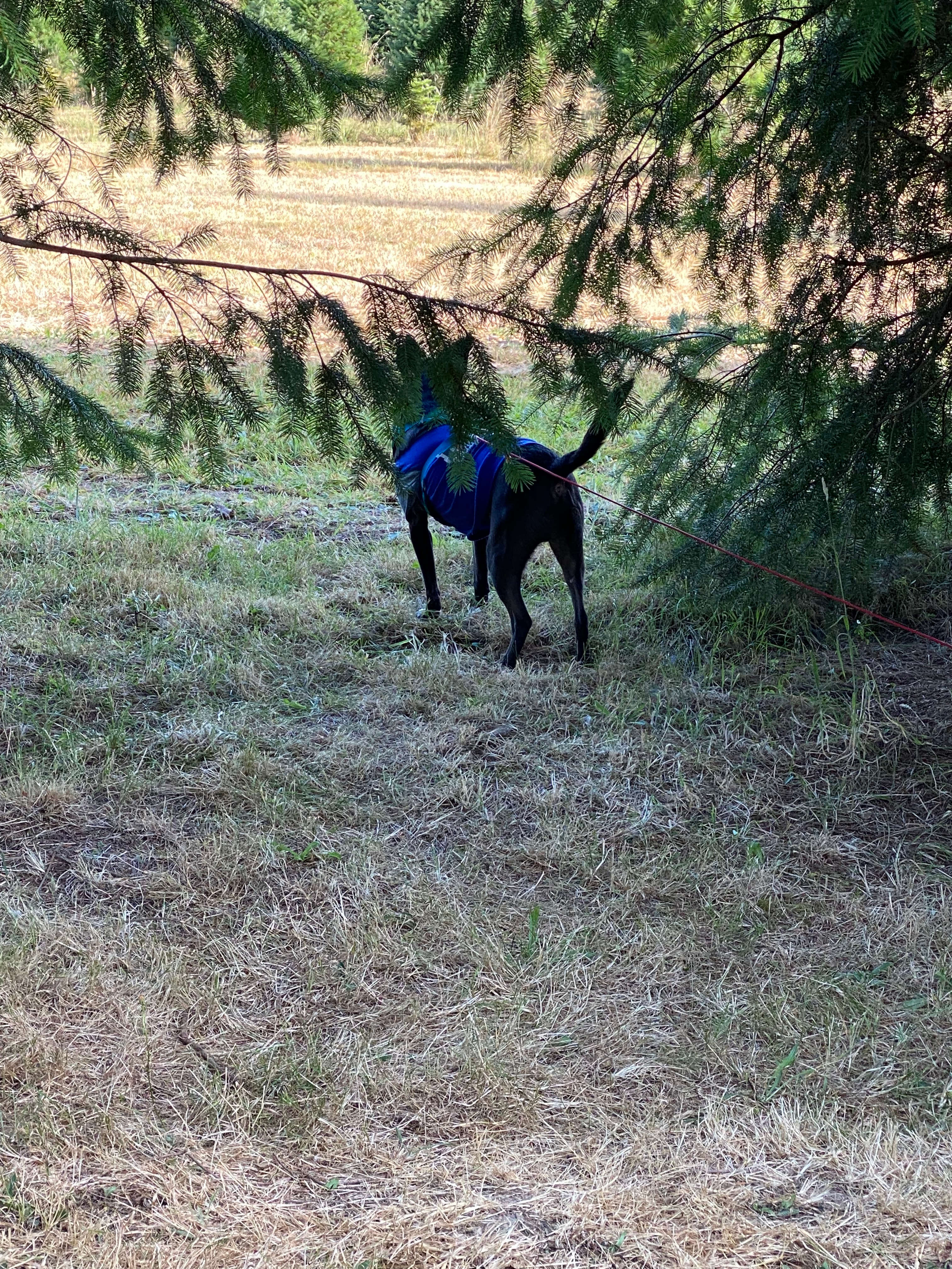 Our dog finally being comfortable enough to explore to the fullest extent of his 20ft leash!!