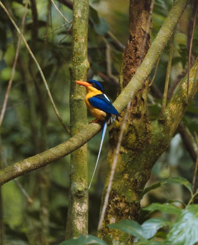 Paradise kingfisher, or buff-breasted kingfisher migrates from New Guinea October for the breeding season and returns to New New Guinea April/May. 