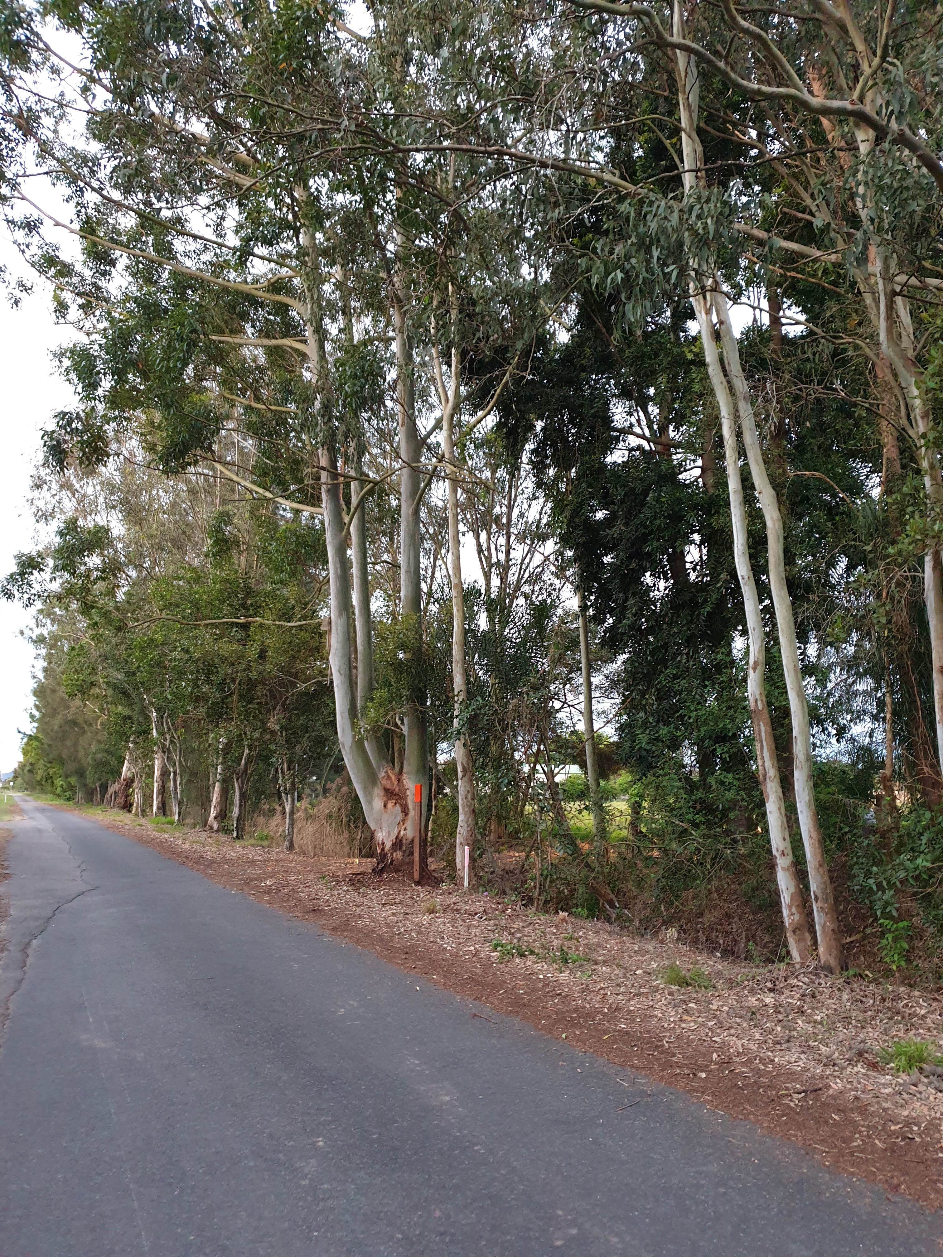 Conservation Camping at Maroochy