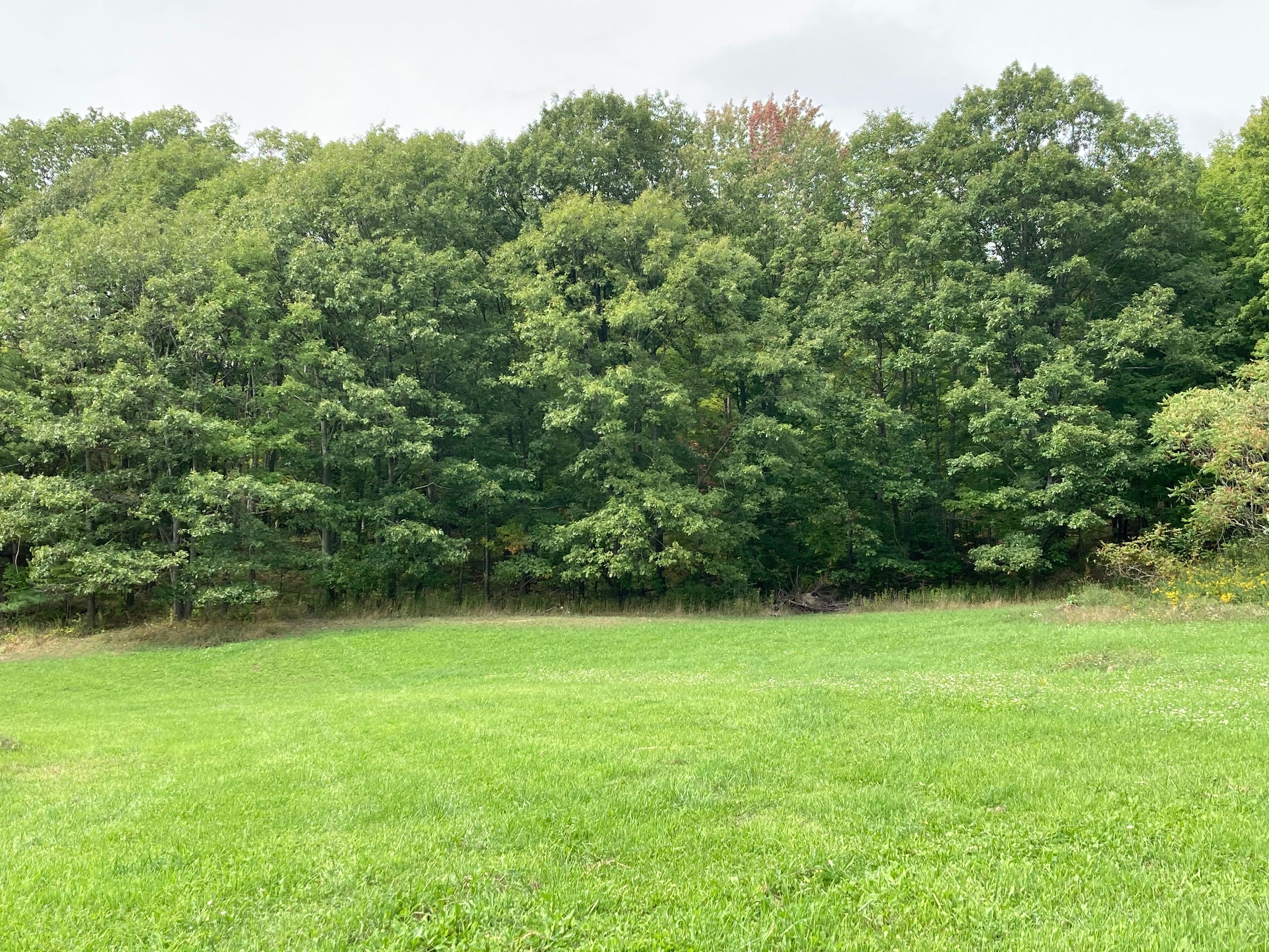 Adjacent RV/tent site to Woodland tent site 15