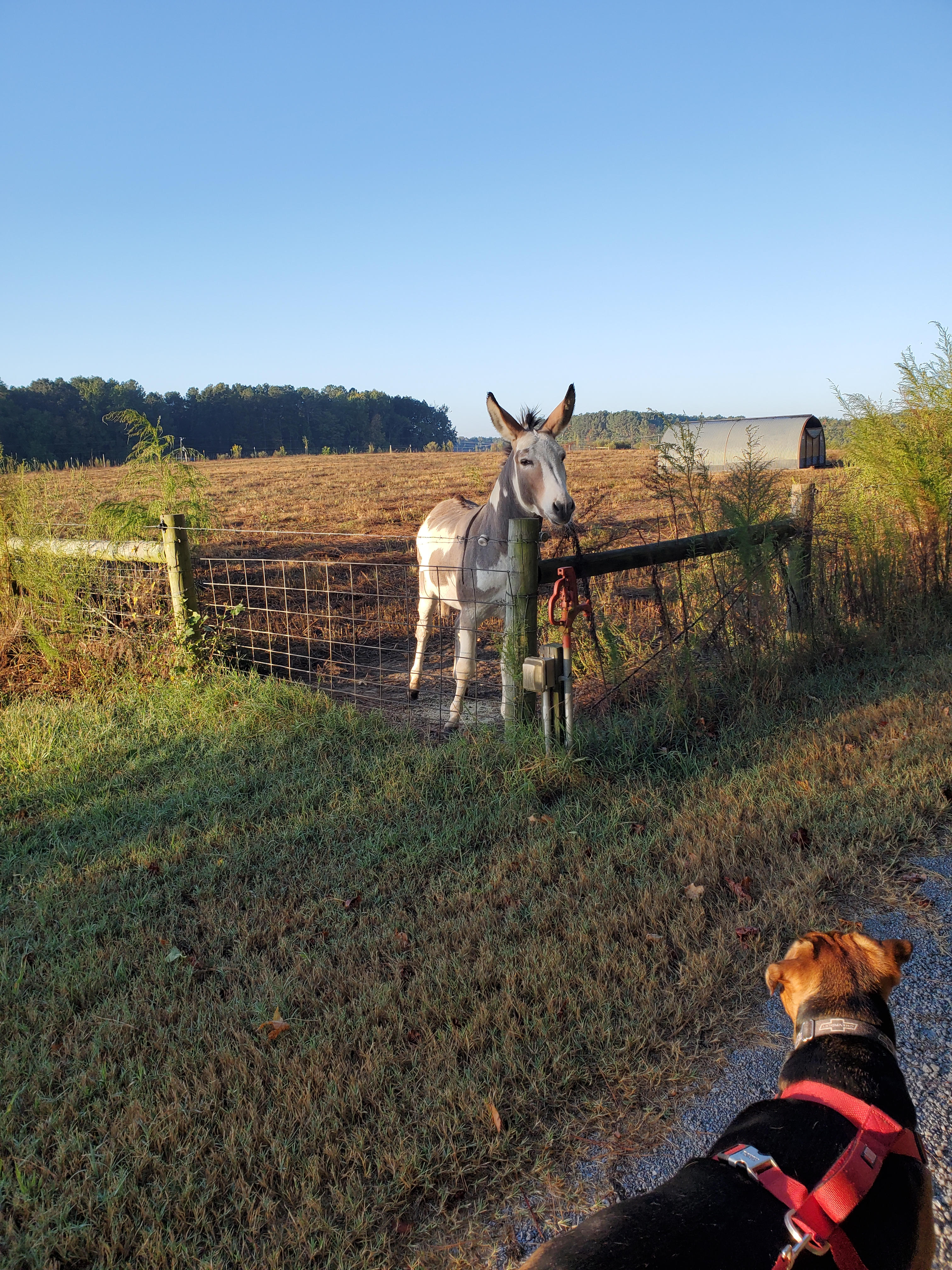 Drewry Blueberry Farm