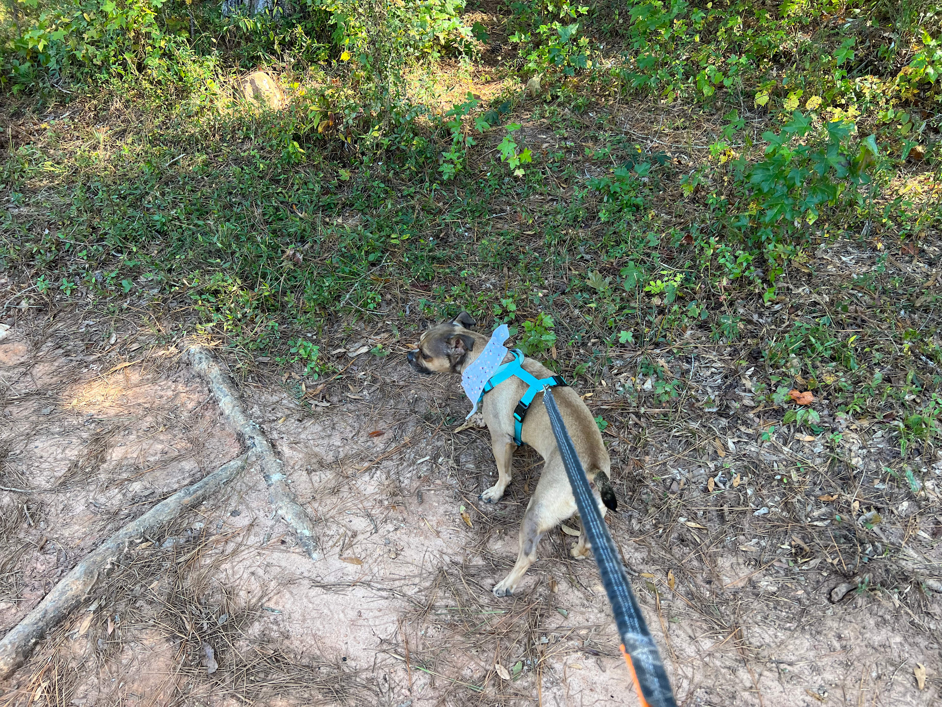 Woodland Wonderland.