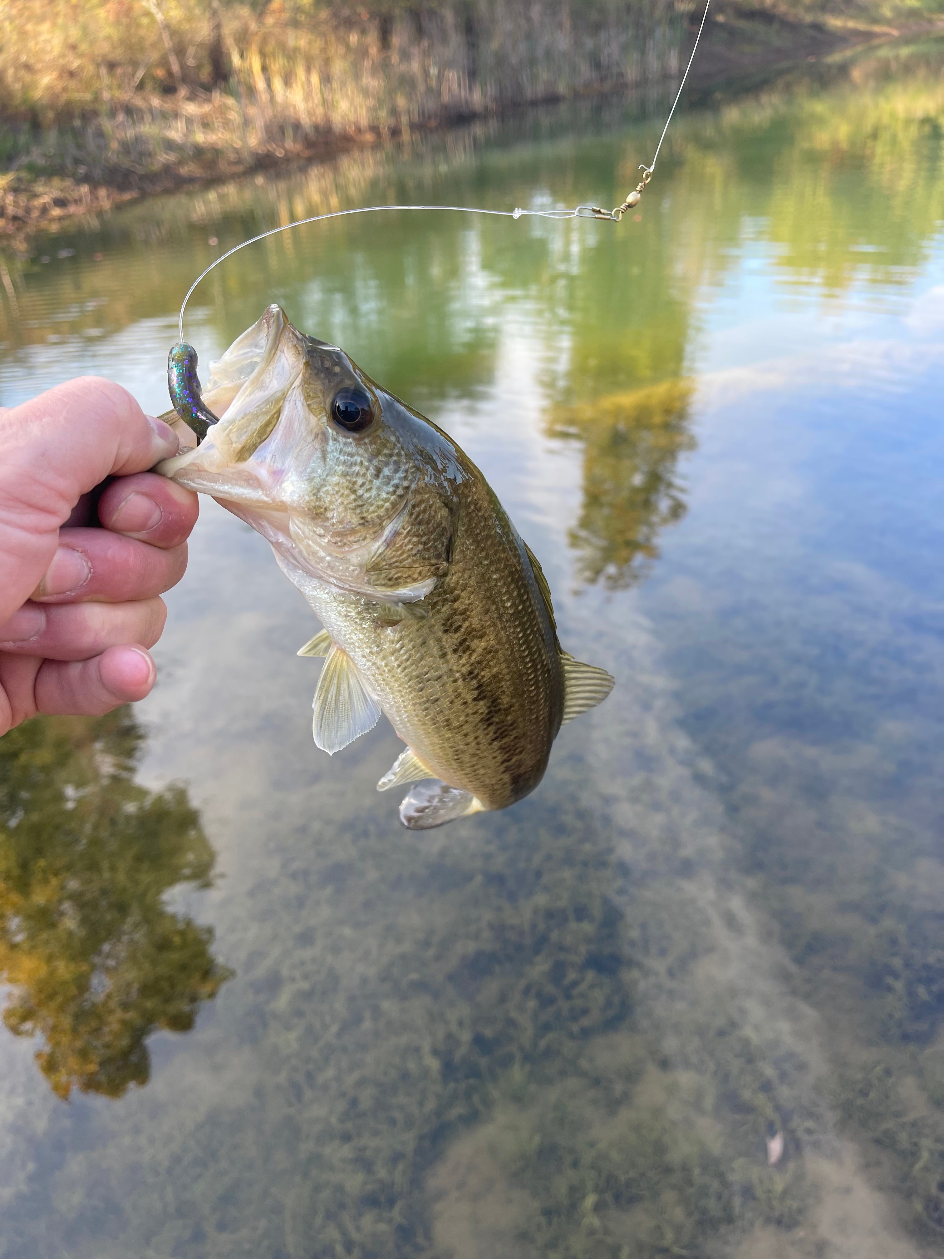 Whippoorwill Woods Nature Retreat