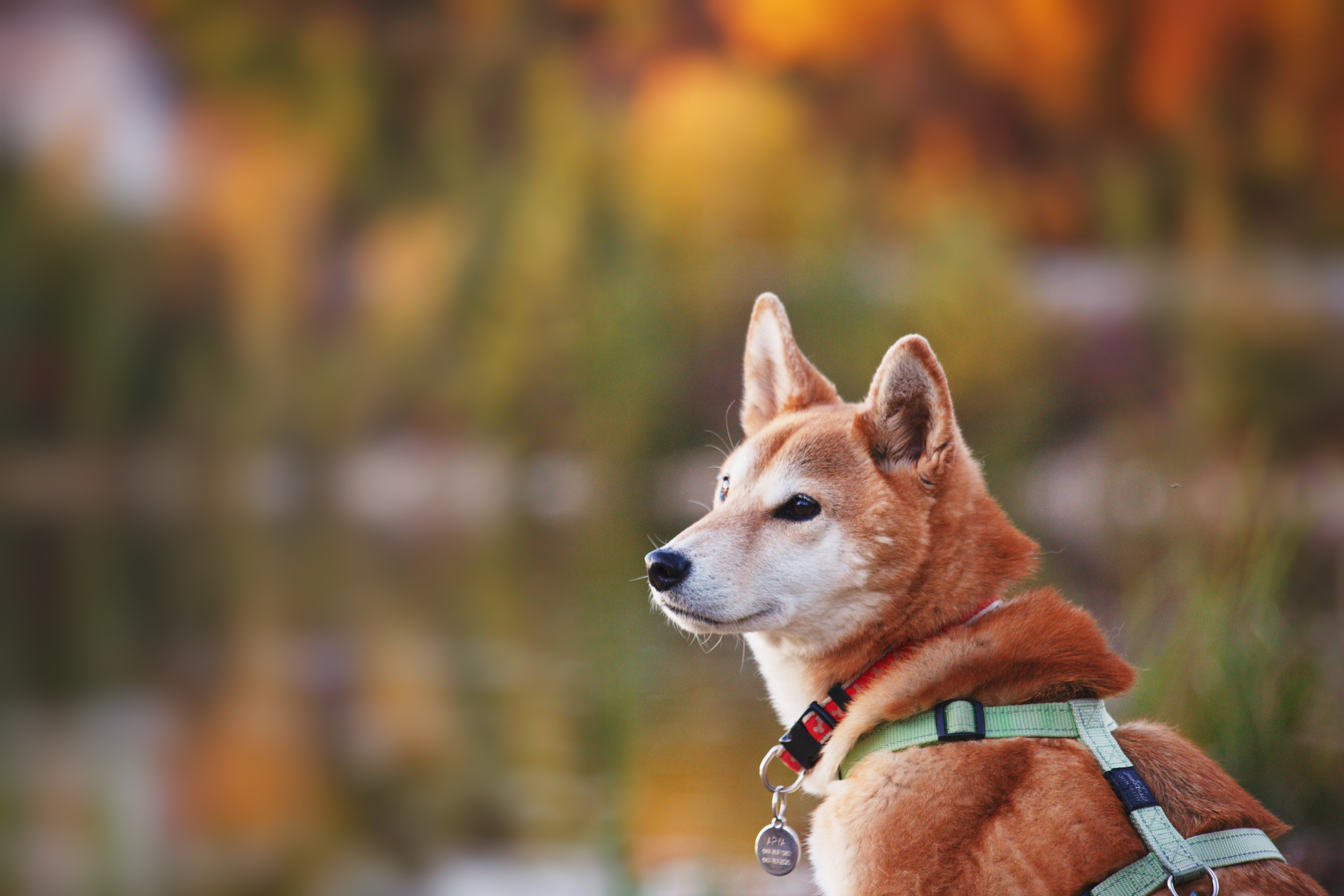 Satori Art Homestead