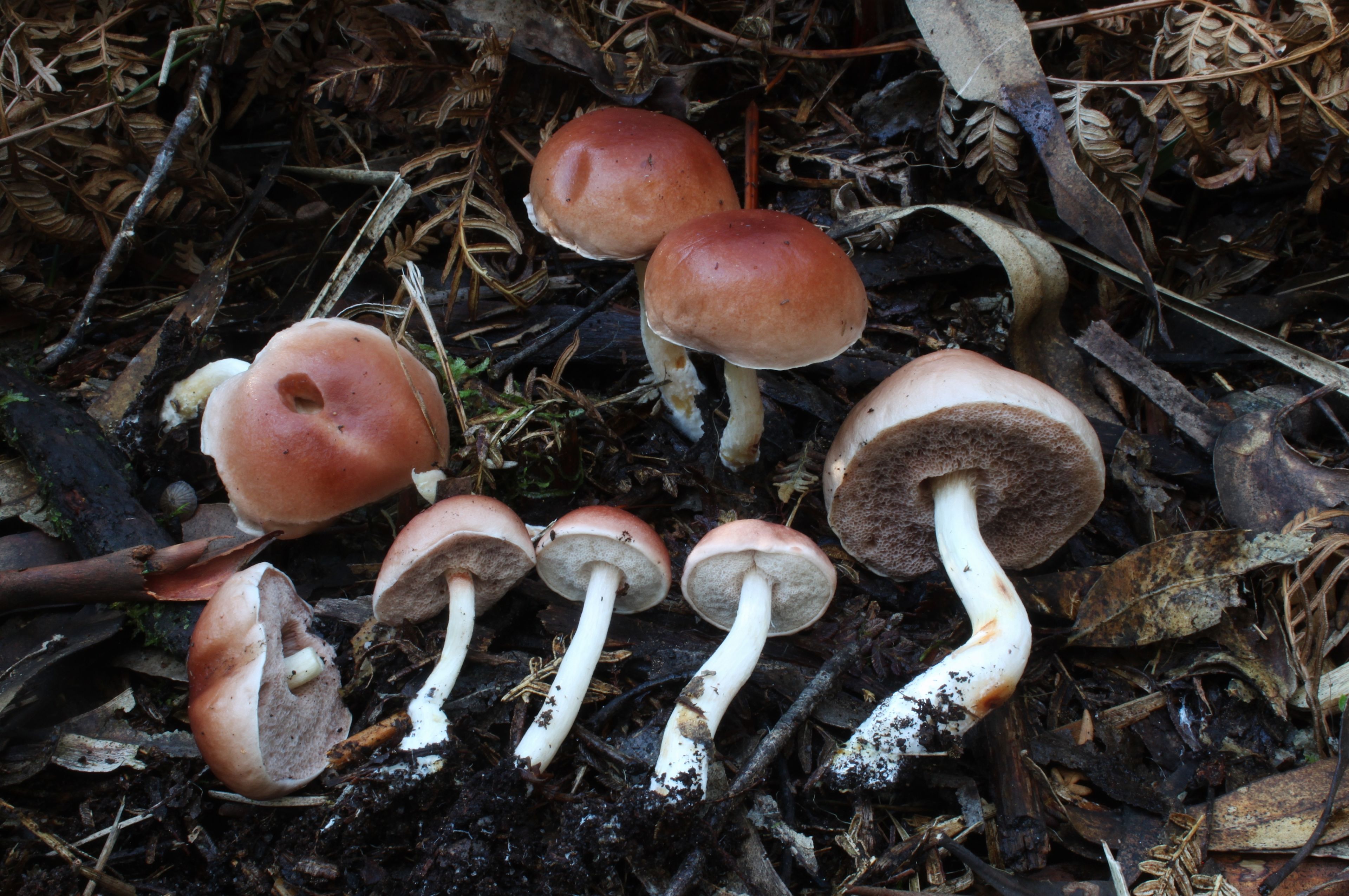 Morwell National Park