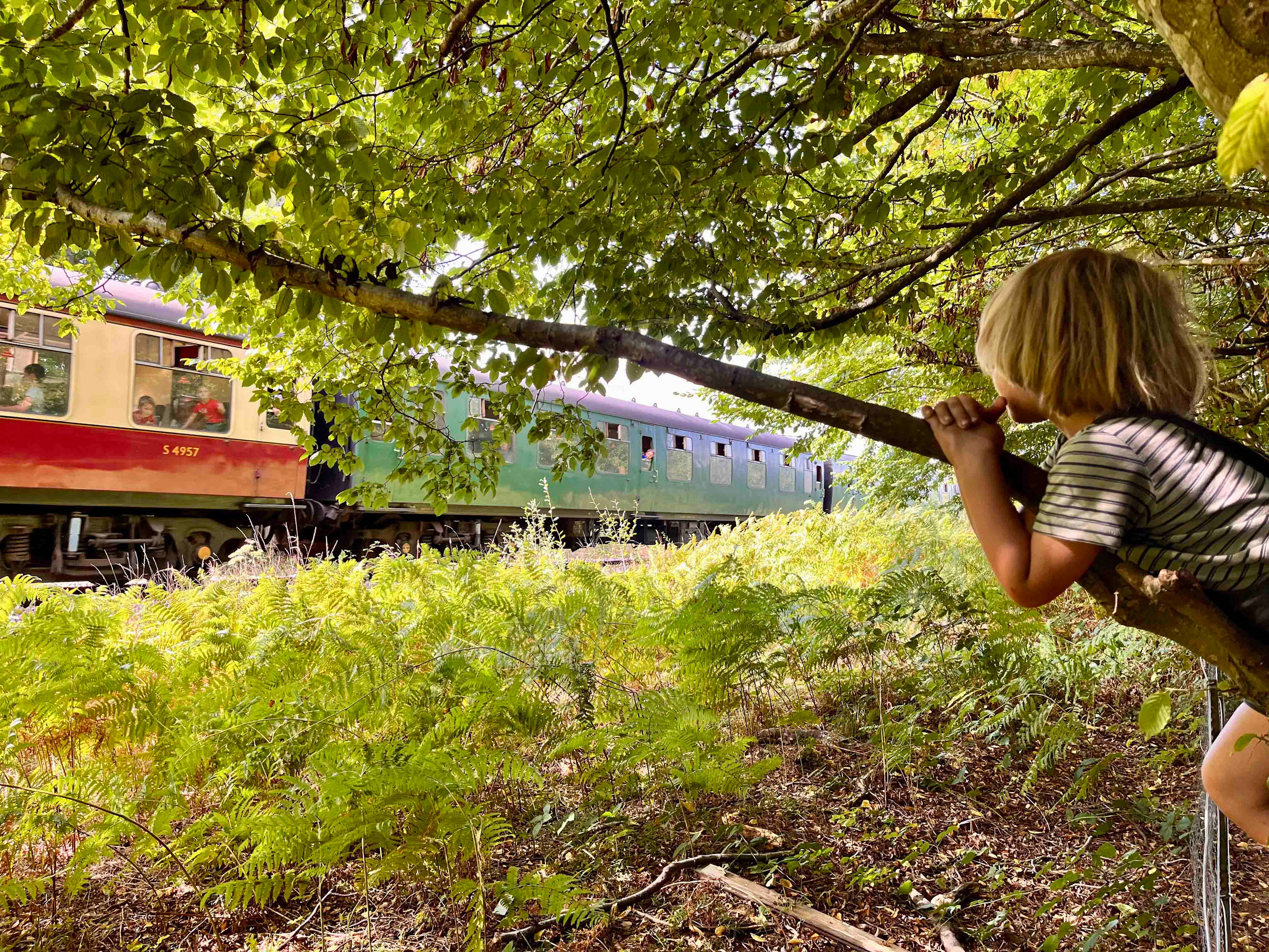 Wild Boar Wood Campsite