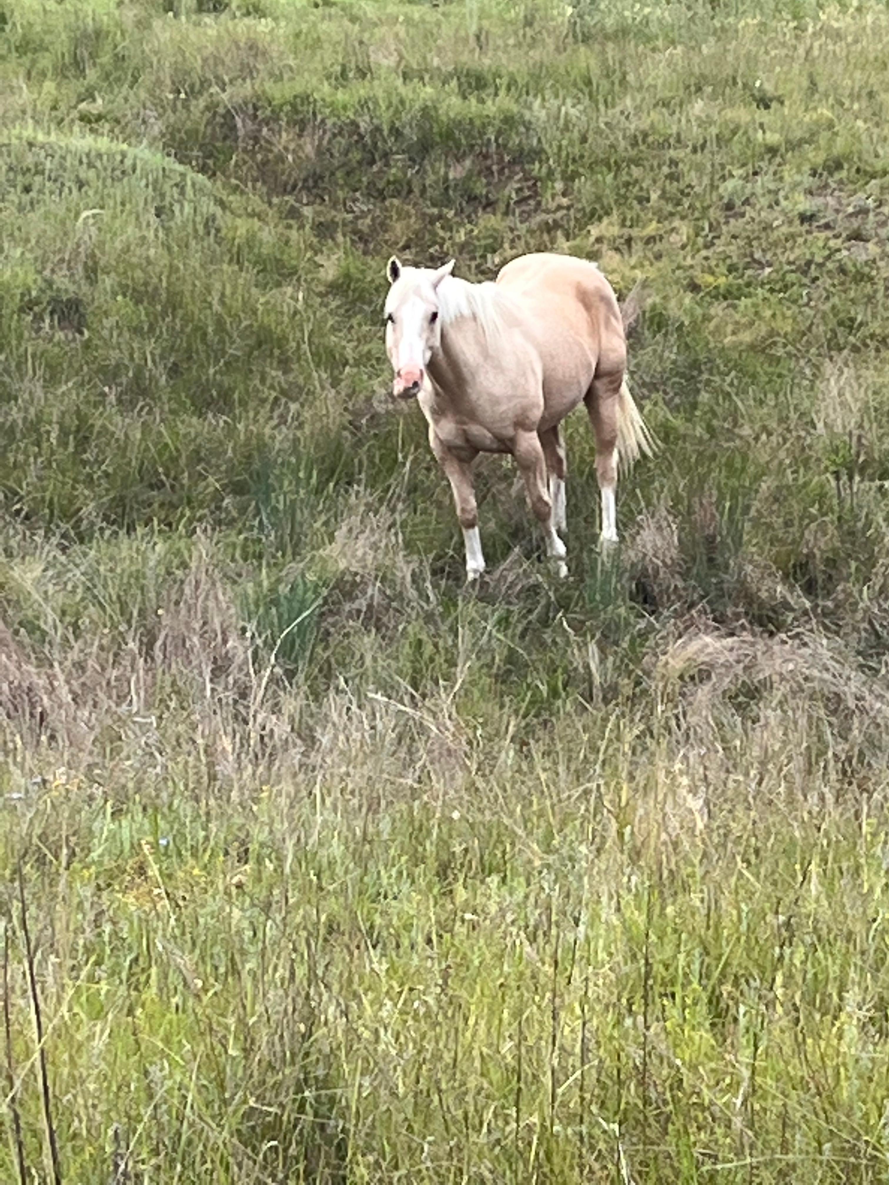 Just one of the beautiful horses on the property 