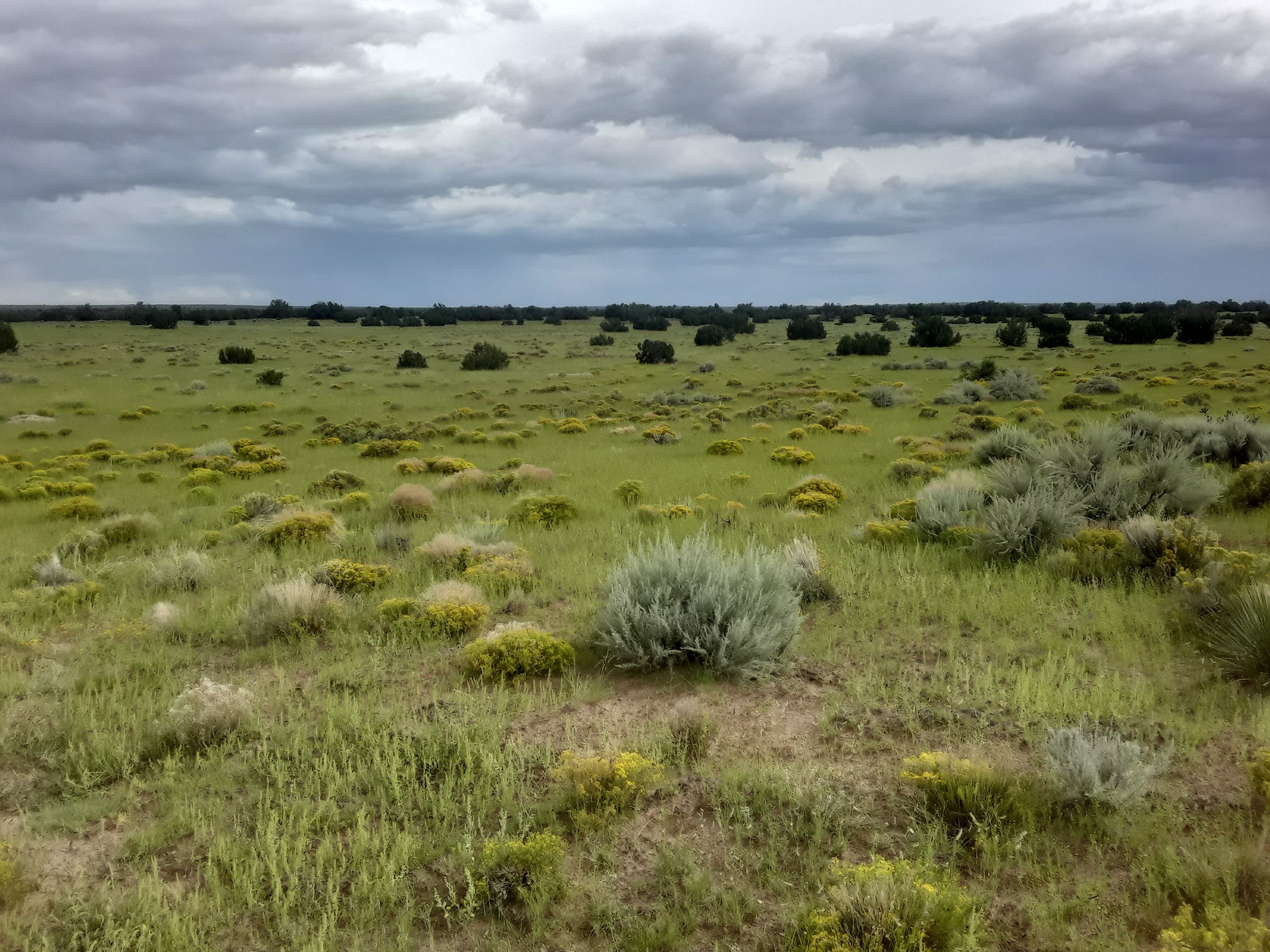 Ronnie's Ranch