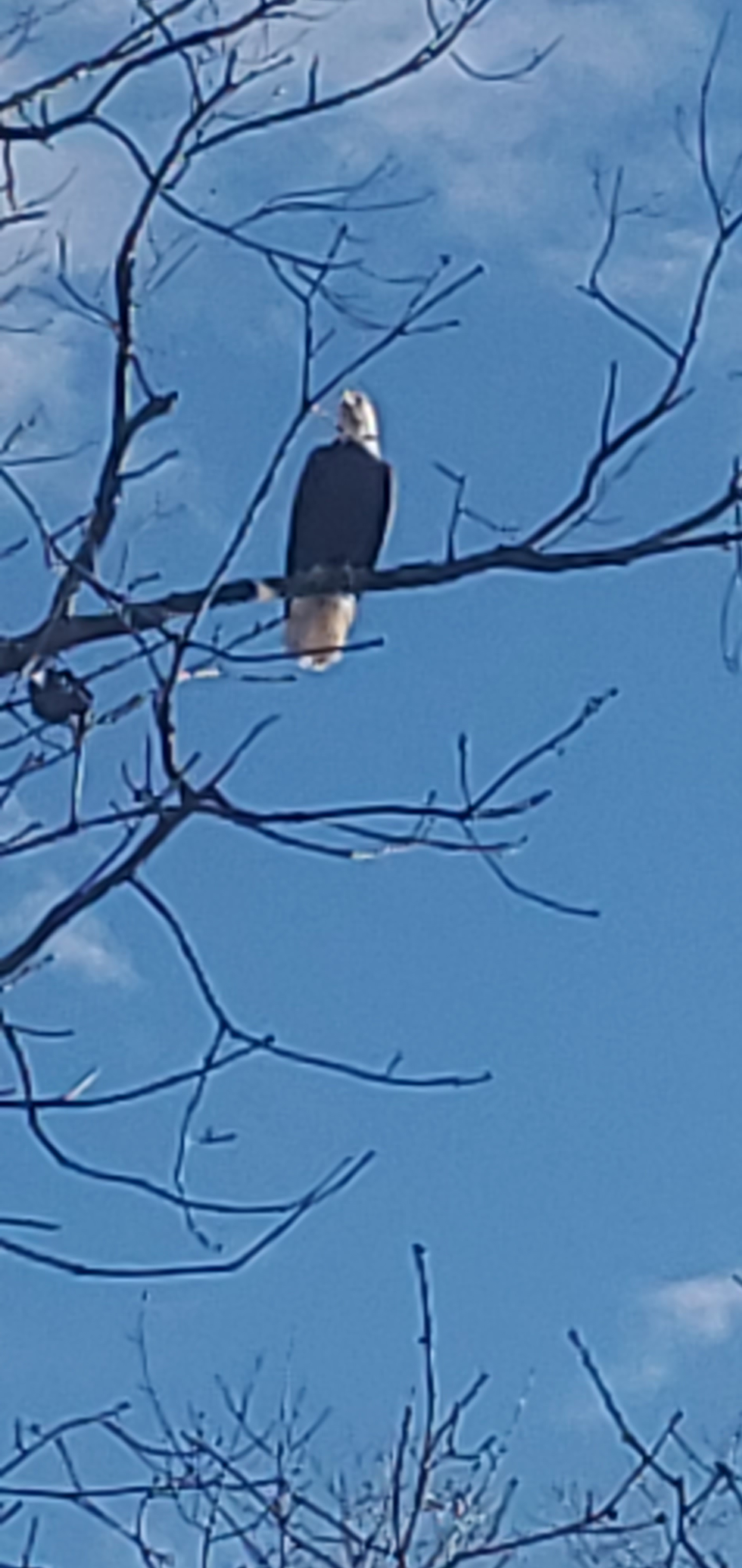 Sycamore Springs Campground