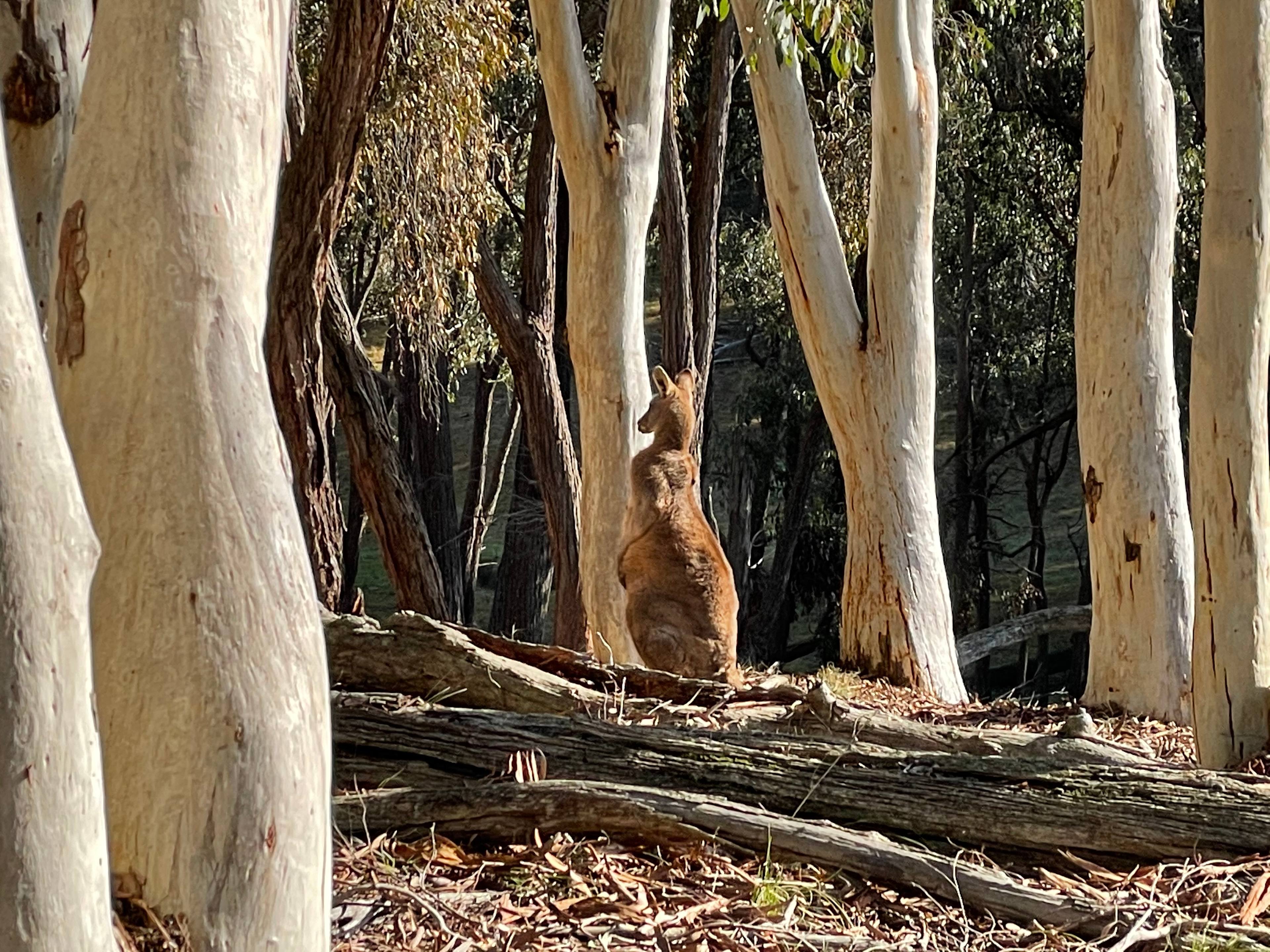 Coots Creek Campground