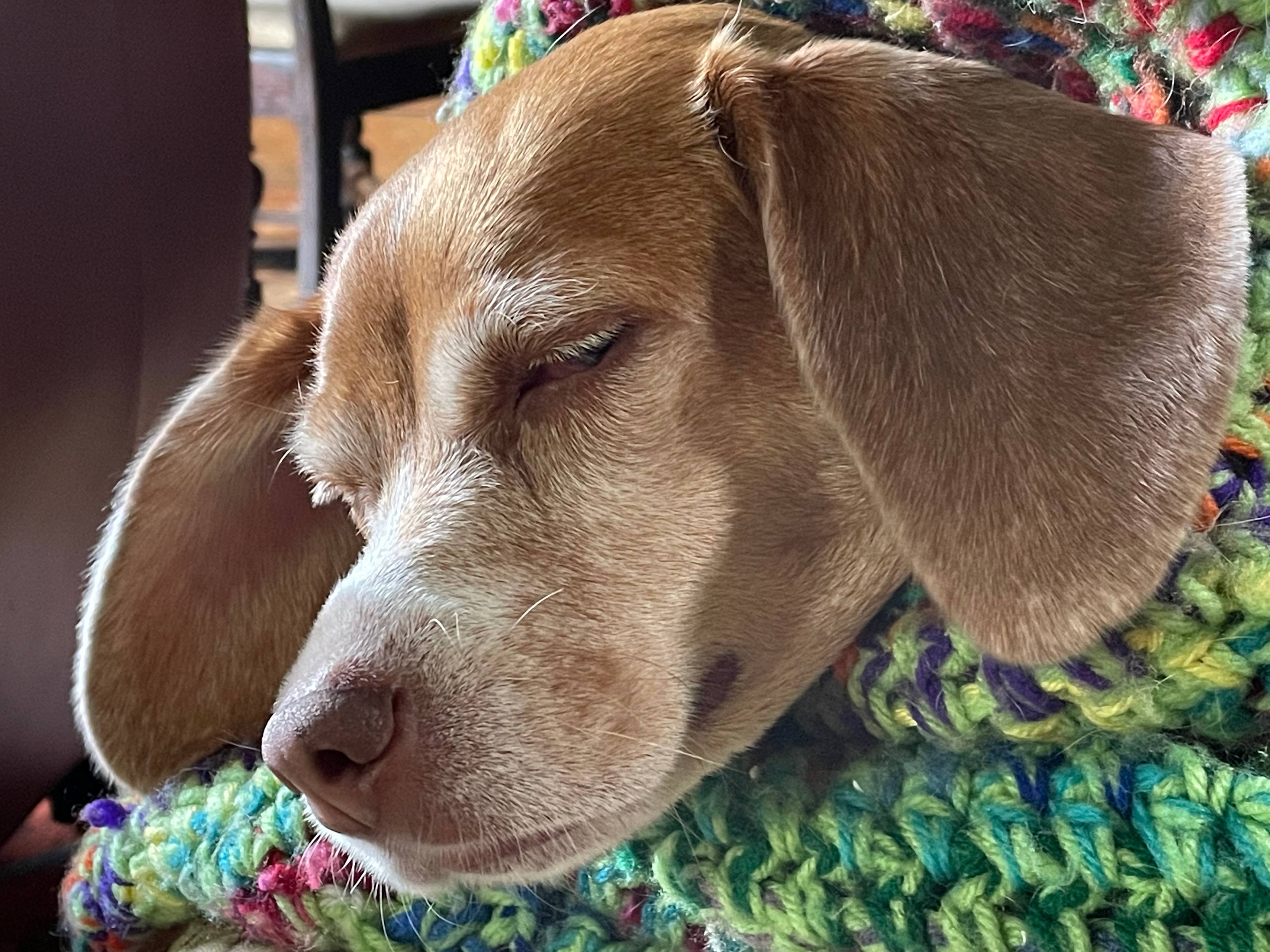 Fish’s Yurt Romantic Luxury Escape