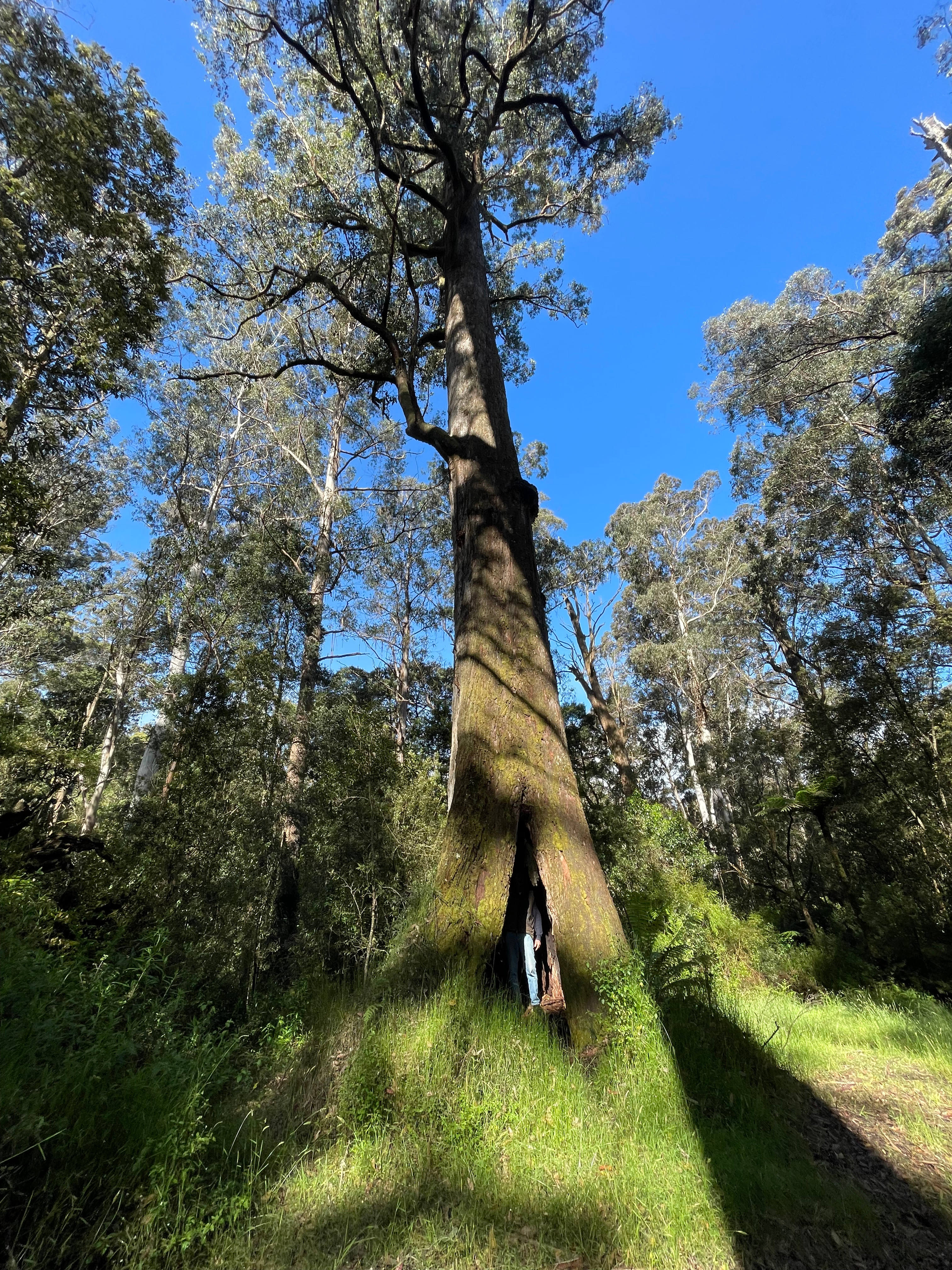 Erskine Falls Retreat