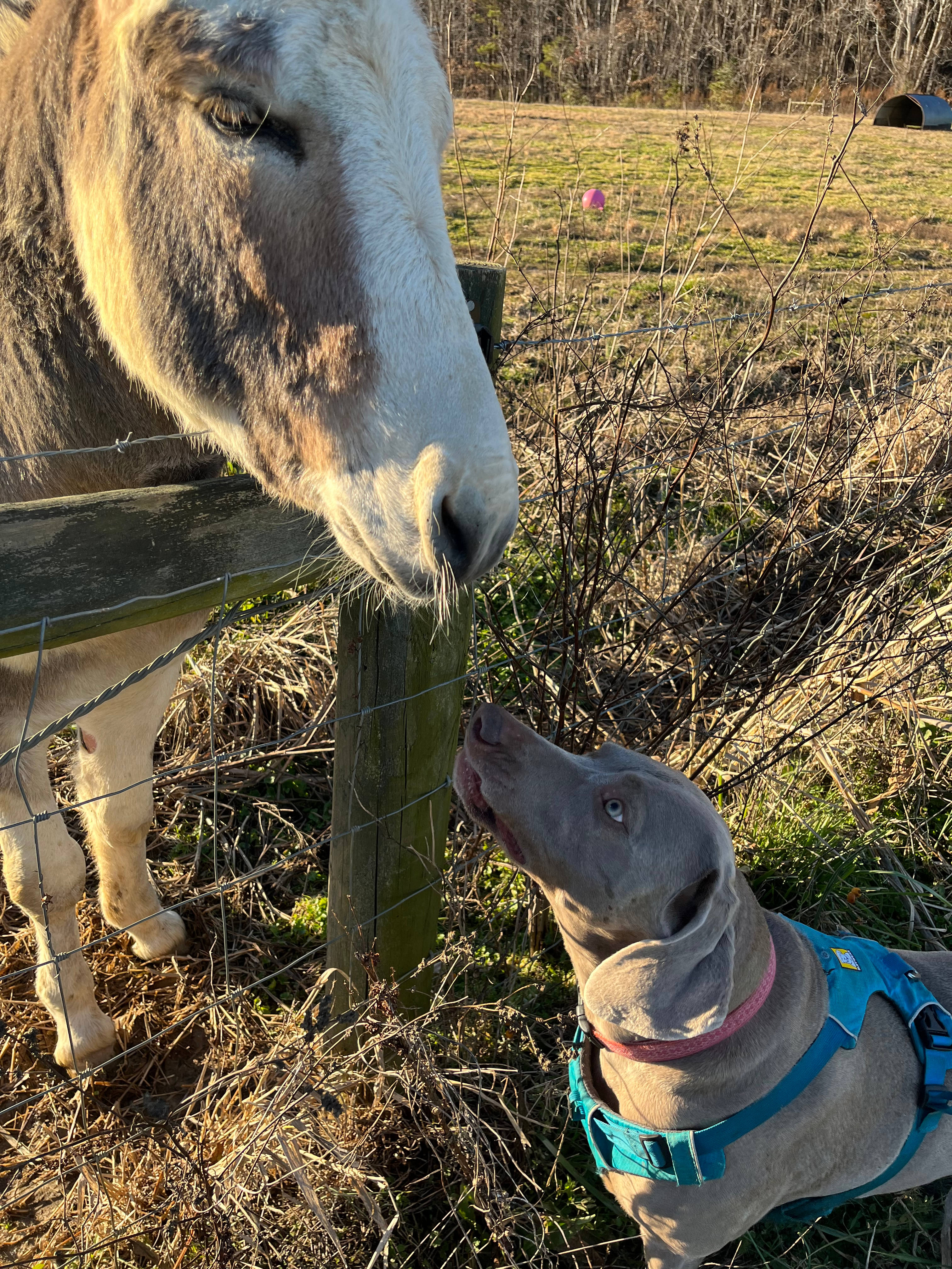 Drewry Blueberry Farm
