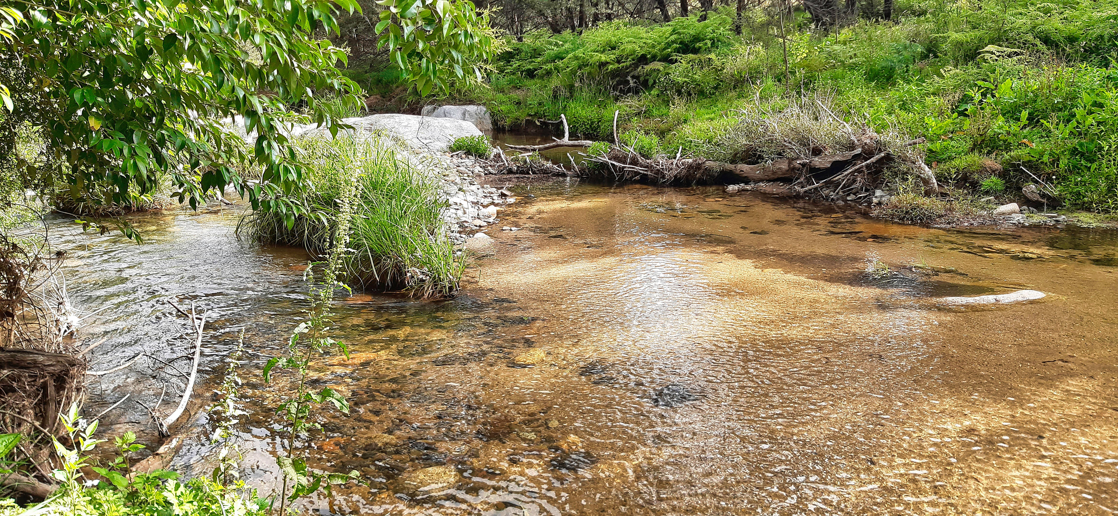 Misty Mountain Wildlife Refuge