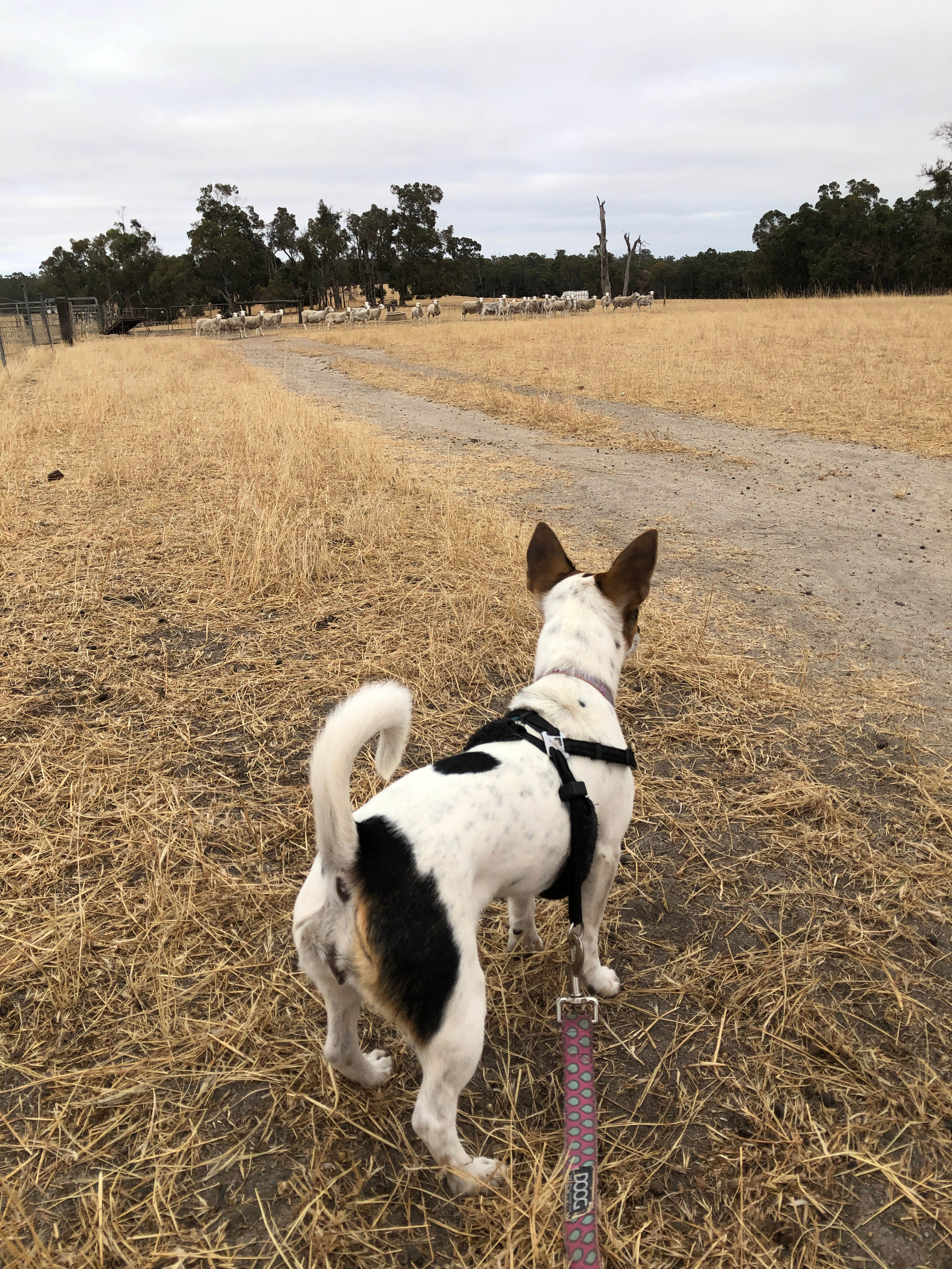 Dog’s on the lead looking at sheep for the first time!