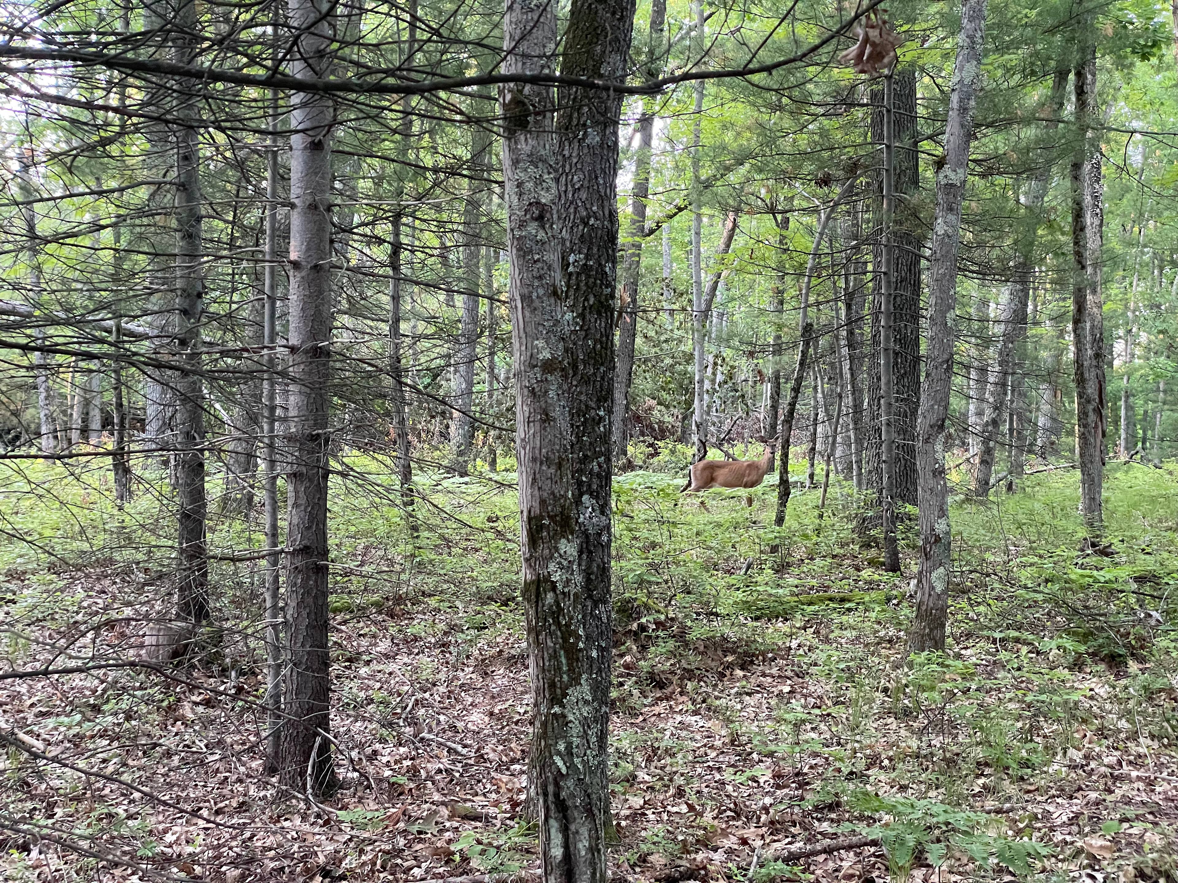 Orchard Lake Ridge Campsite