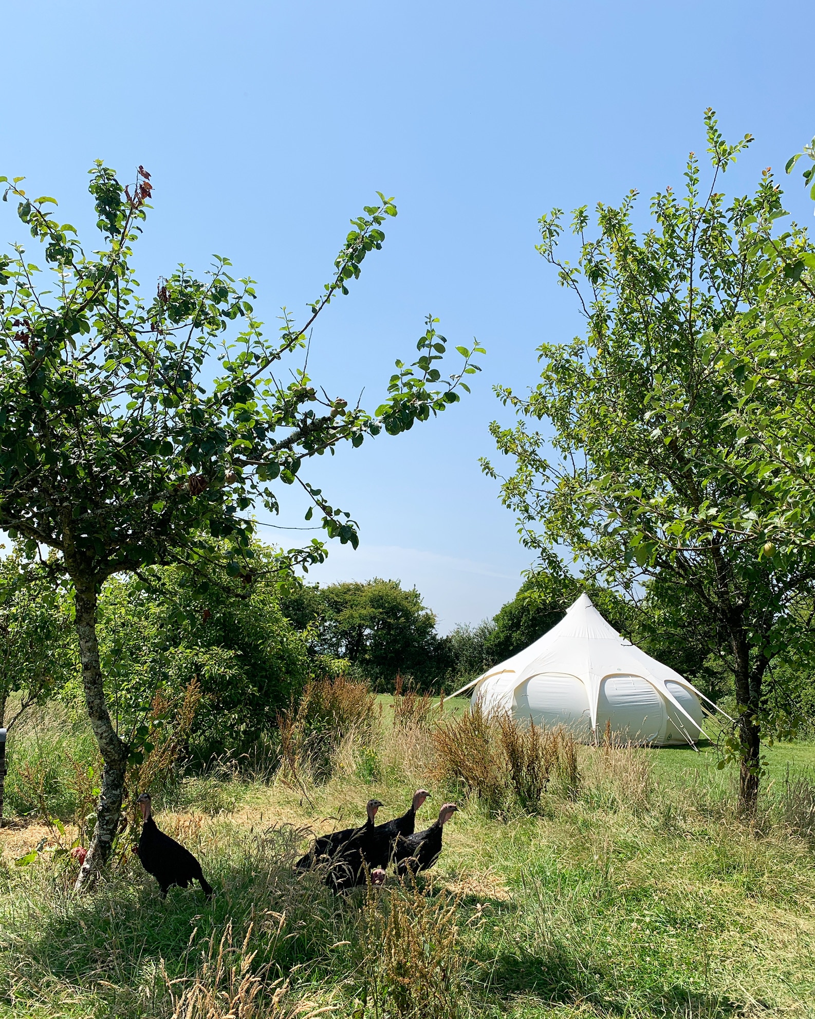 South Penquite Farm Glamping