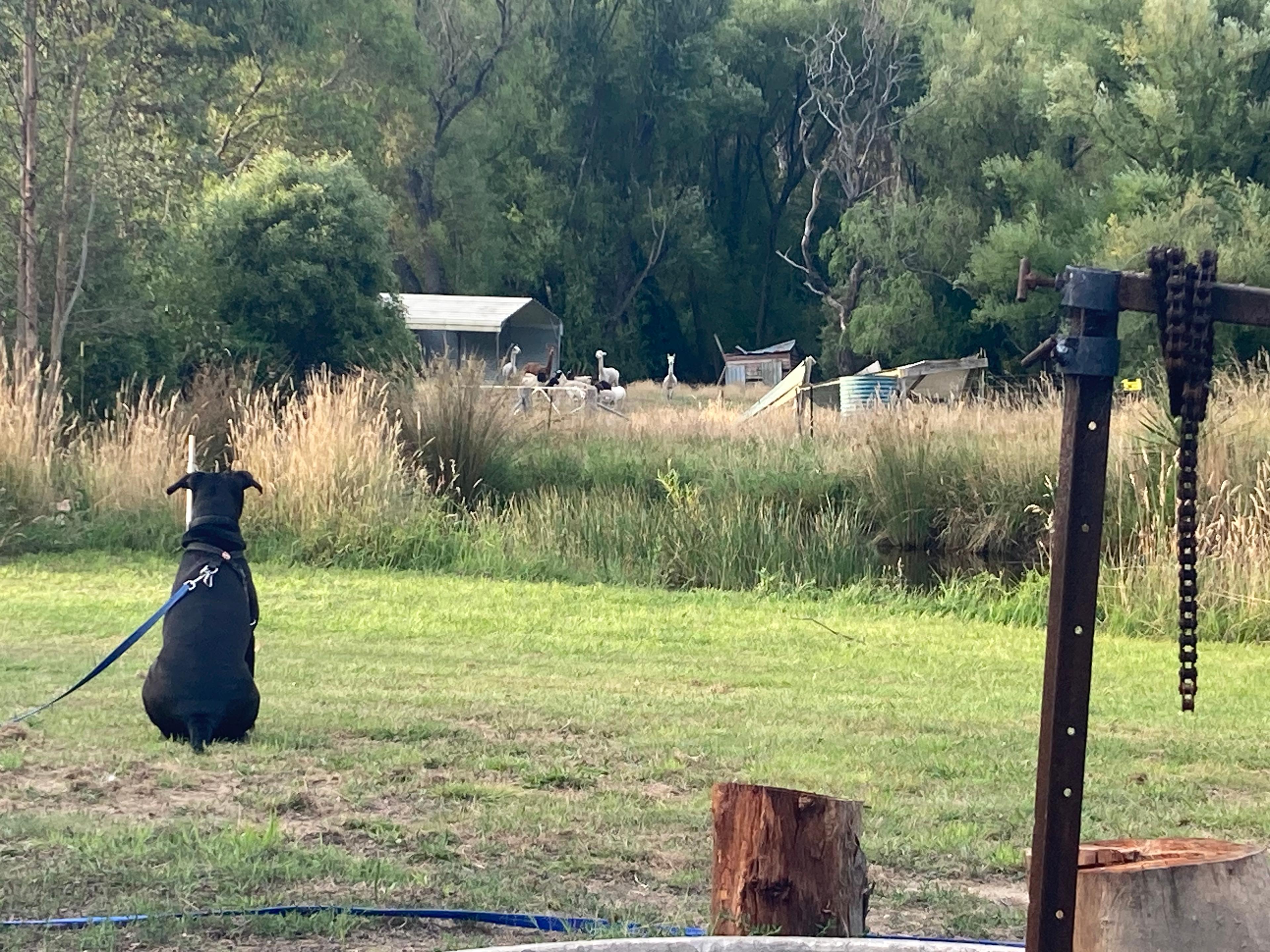Our doggo staring at the llamas and sheep