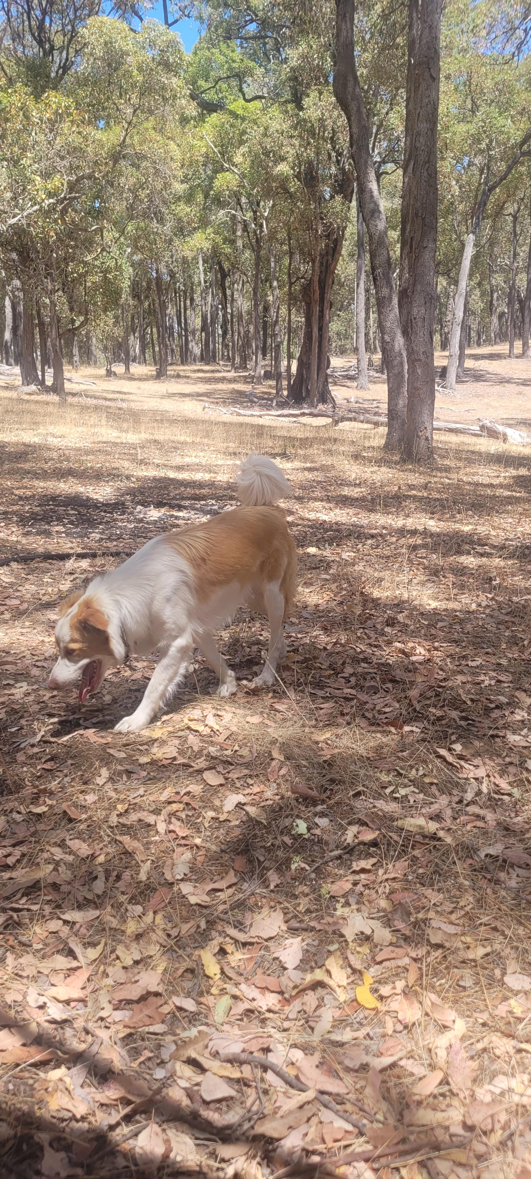 Parkland Bush Camp Mapanap