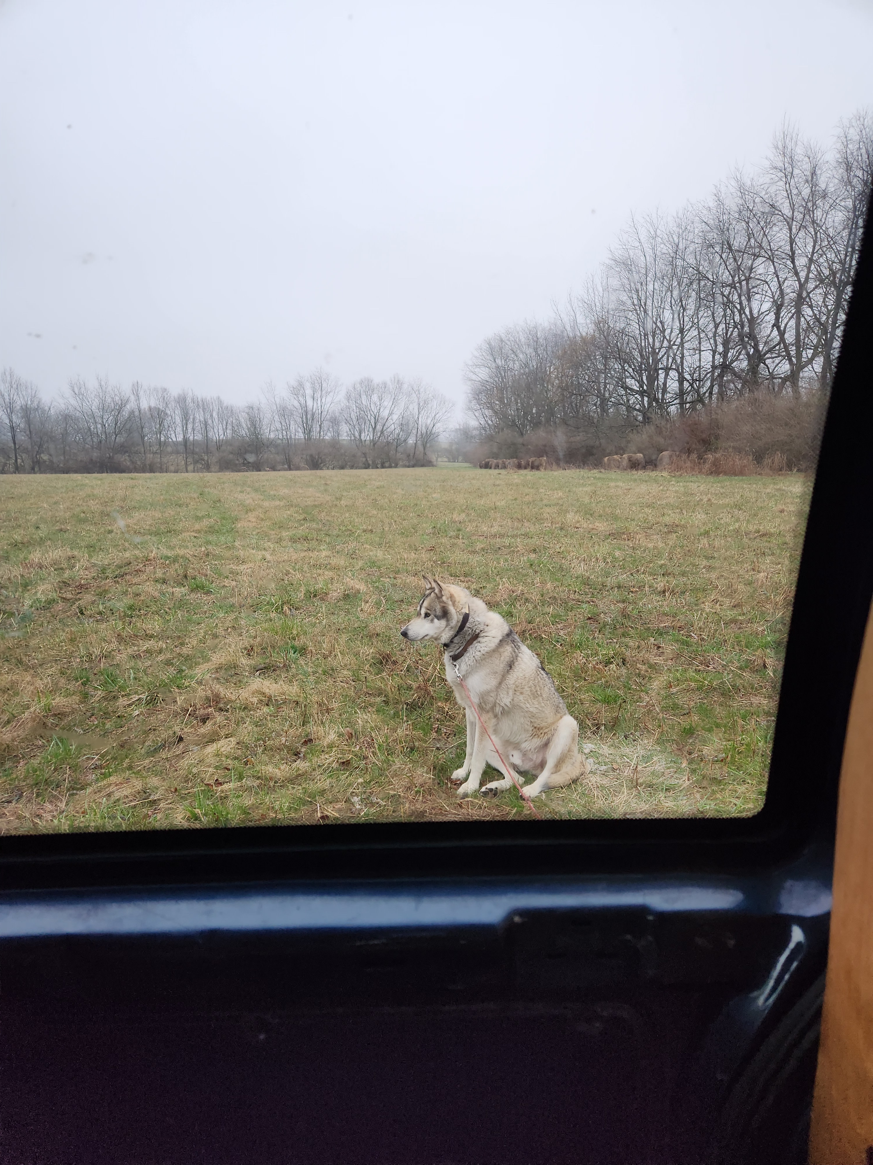 Loki enjoying waking up in the field