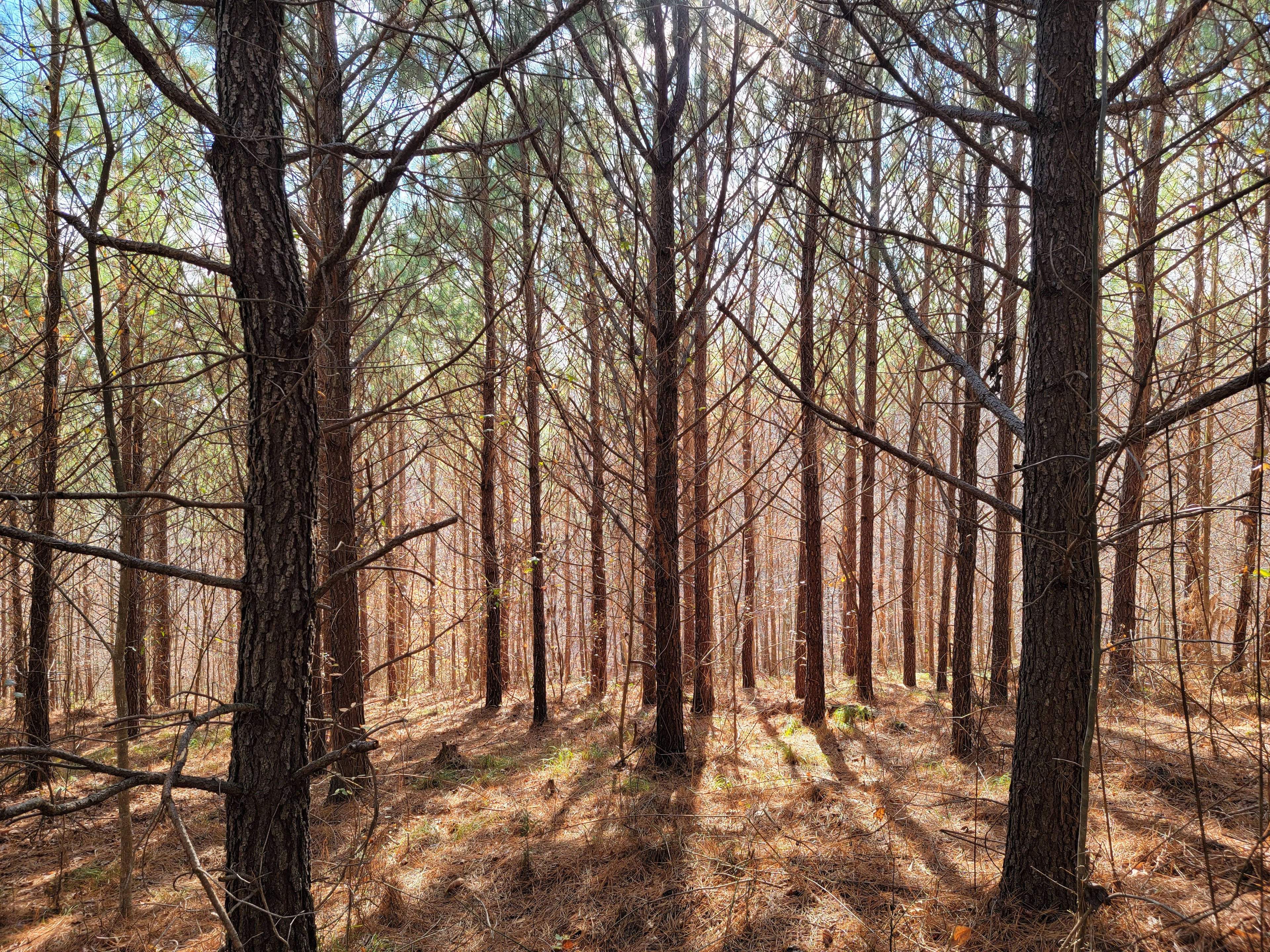Hidden Forest
