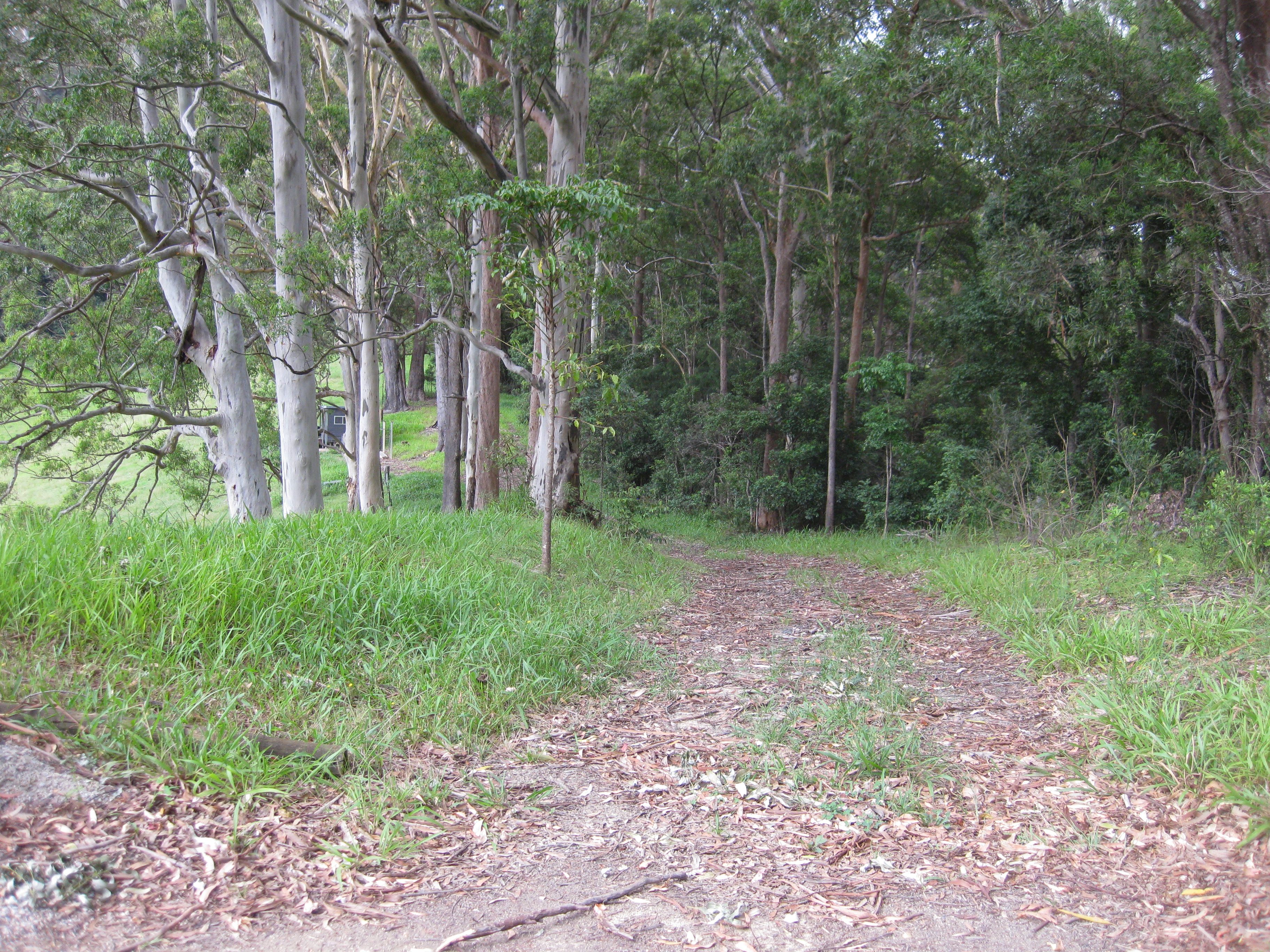 Just steps from campsite.  Hike or cycle on this track to Ulidarra NP.  Good source of sticks for firepit.       