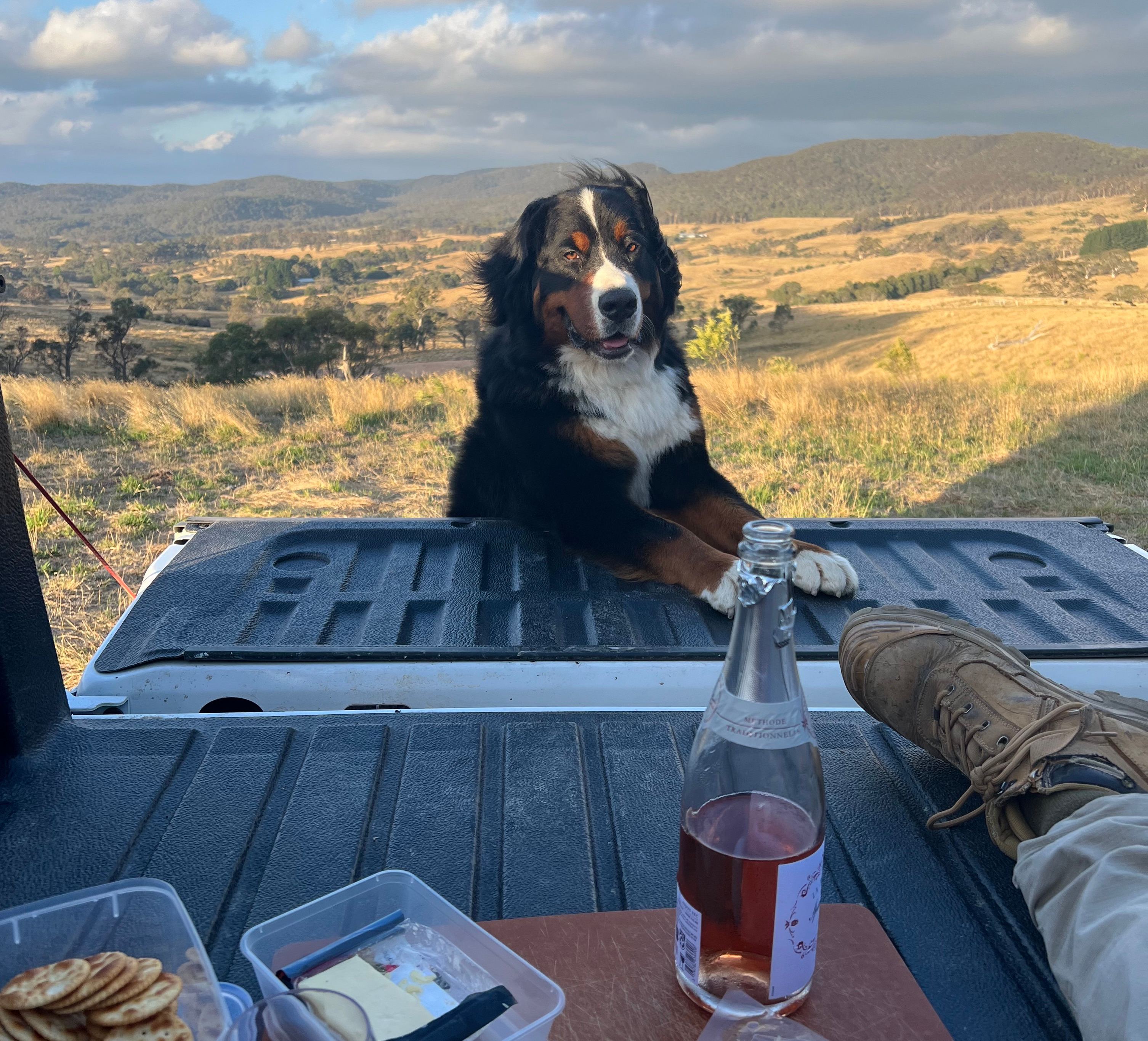 Sunset drinks at Fred Camp interrupted by Daisy the farm dog.