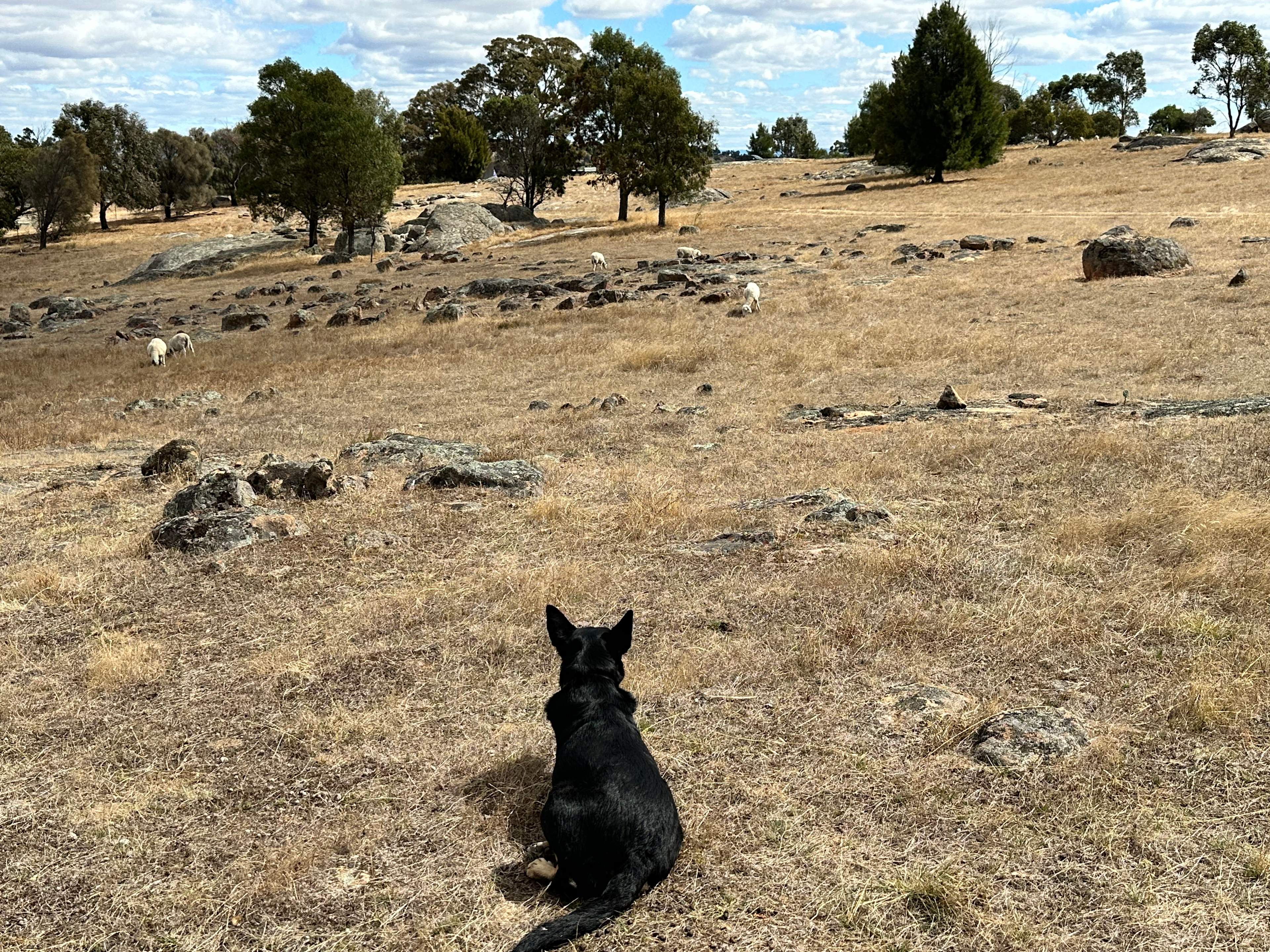 Our Kelpie loving watching the sheep